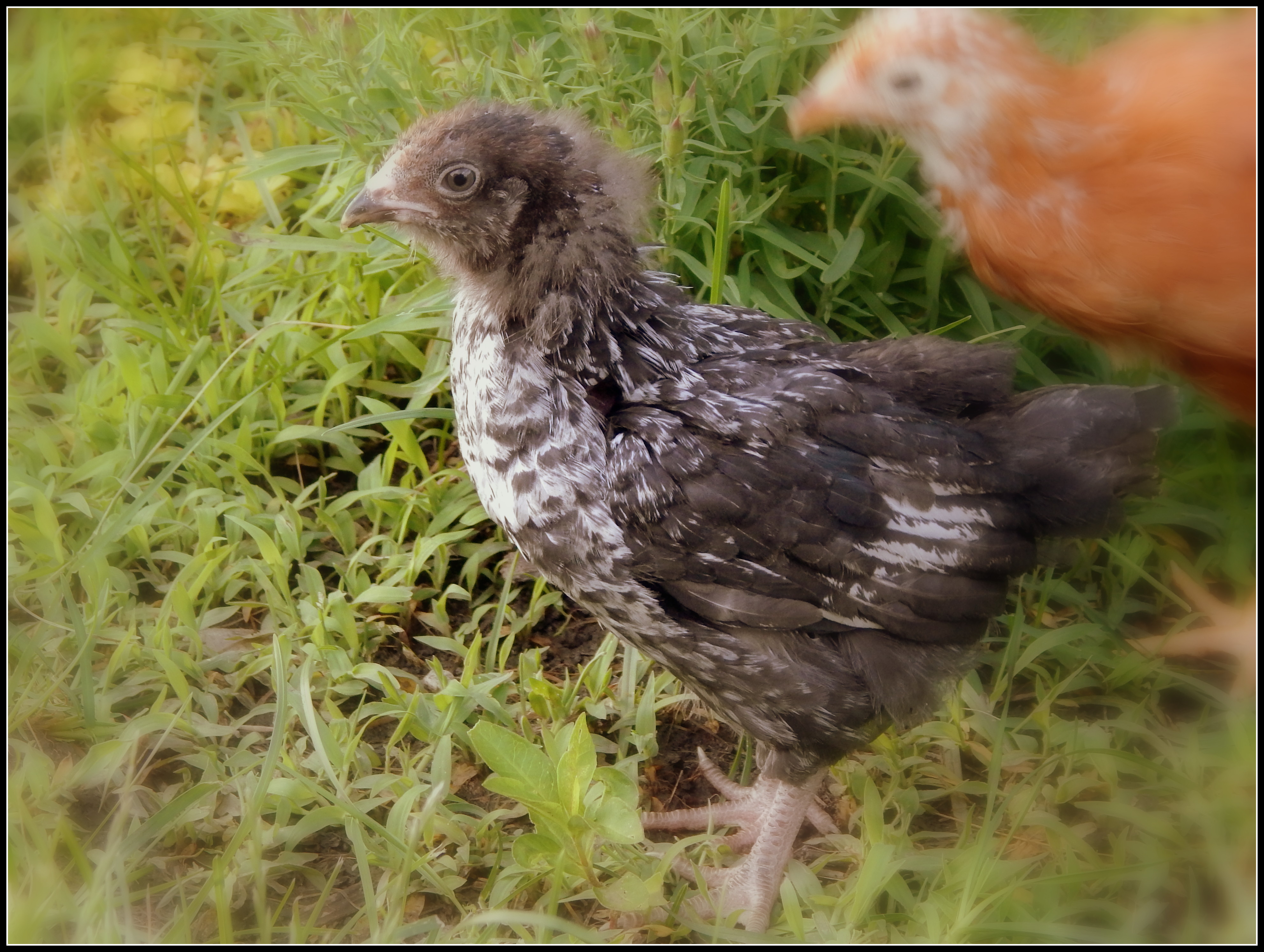 Coco Puffs- our 3-4 week old IowaBlue-Ameraucana mix