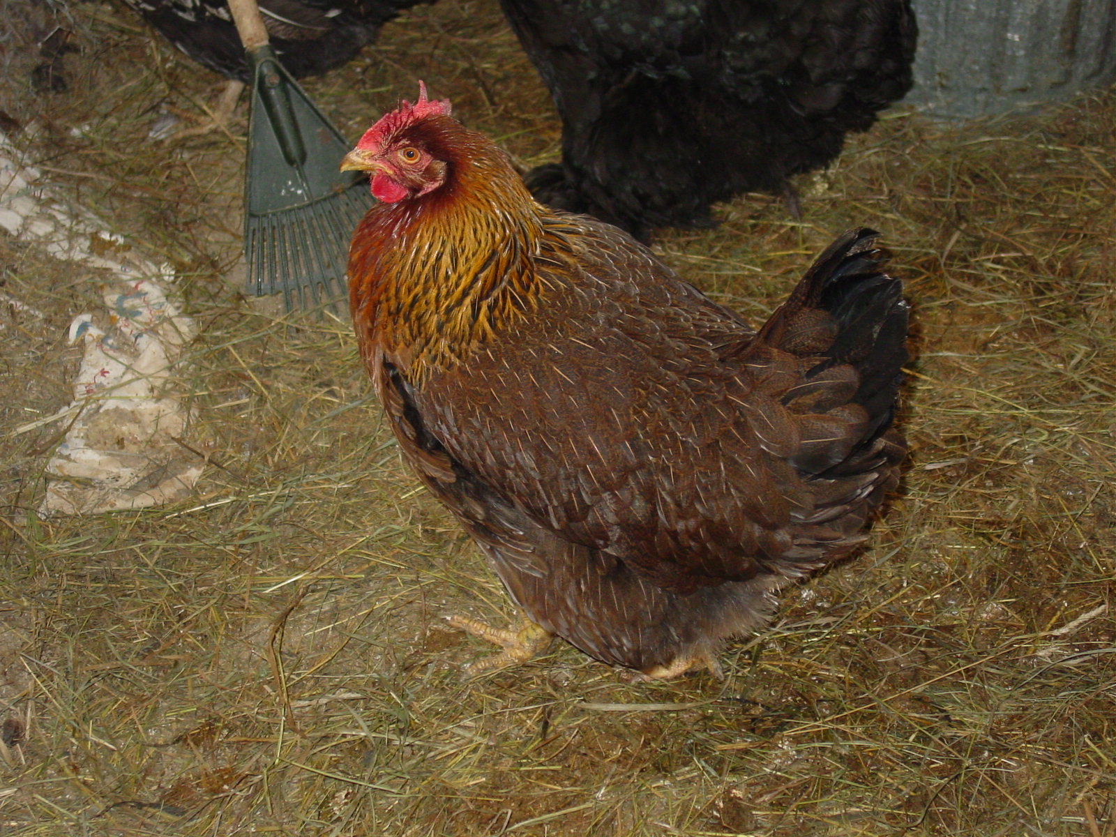 Coco was once queen of the coop.  Her ranking dropped when I got new chickens. She is roughly 4 years old. She will turn 5 in April.  I don't know what breed she.