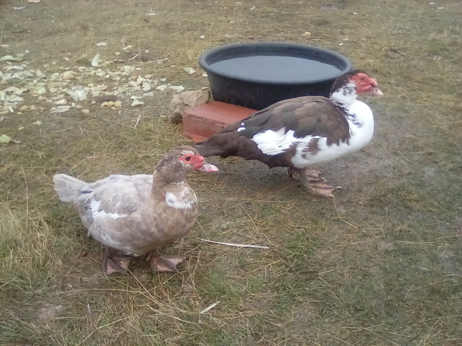 Cocoa and Claira (Ora) Muscovette