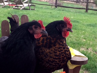 Cocoa Bellatrix & Pebbles Louise celebrate their first birthday!
