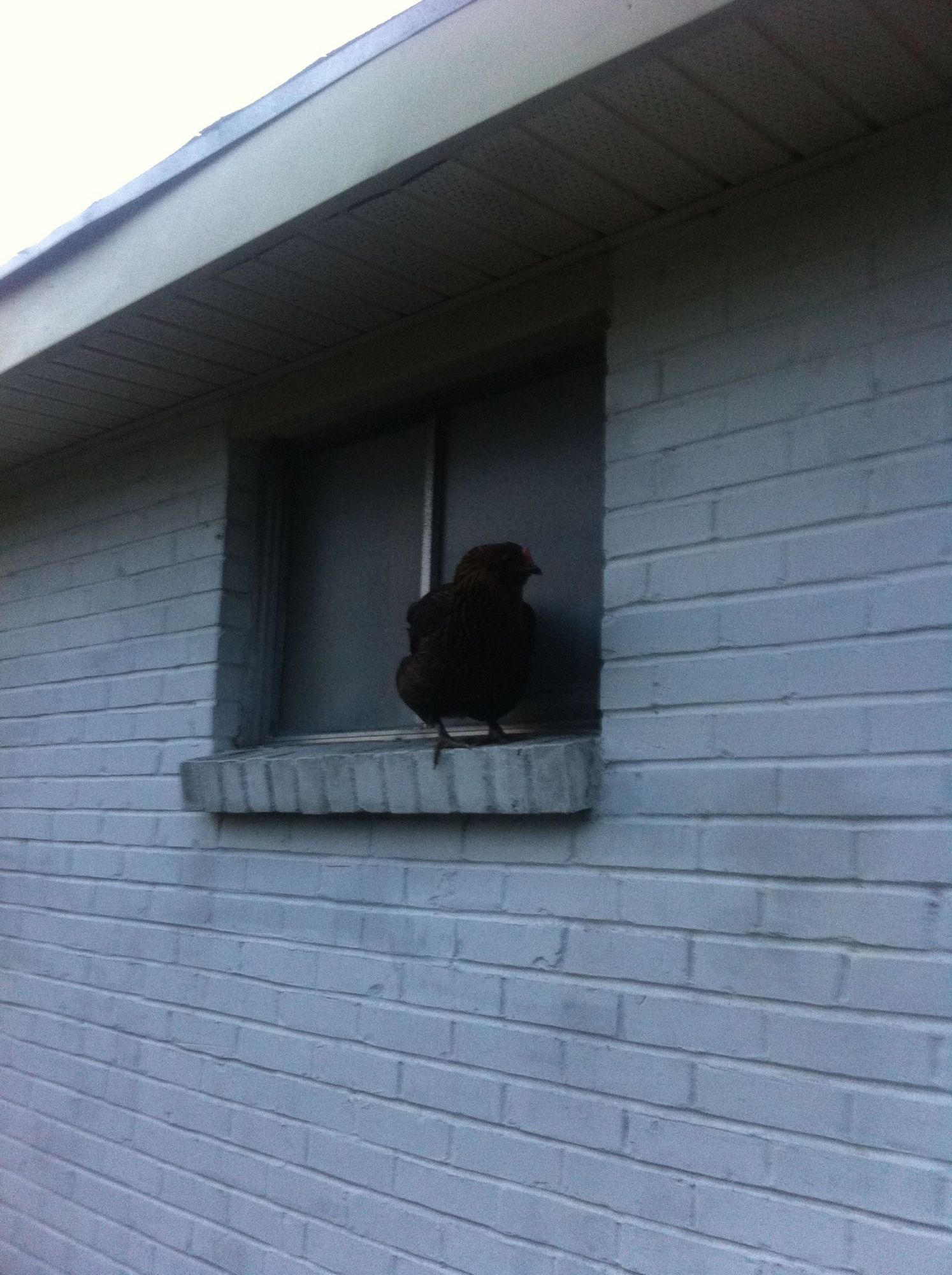 Cocoa preferred window sill to the coop, didn't let her stay out