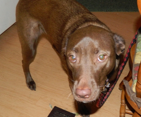 Cocoa