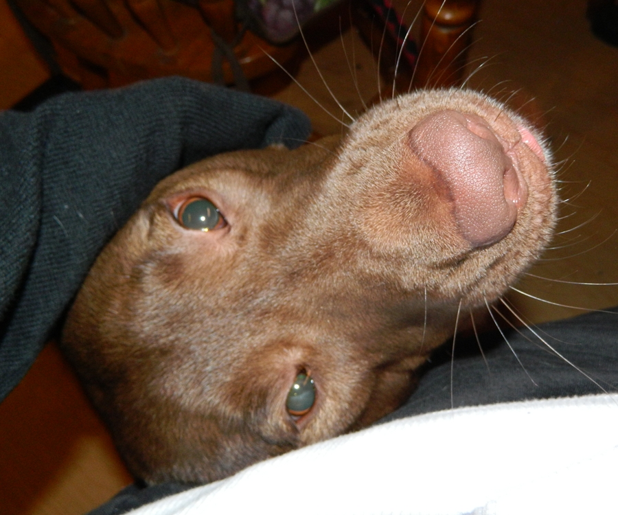 Cocoa