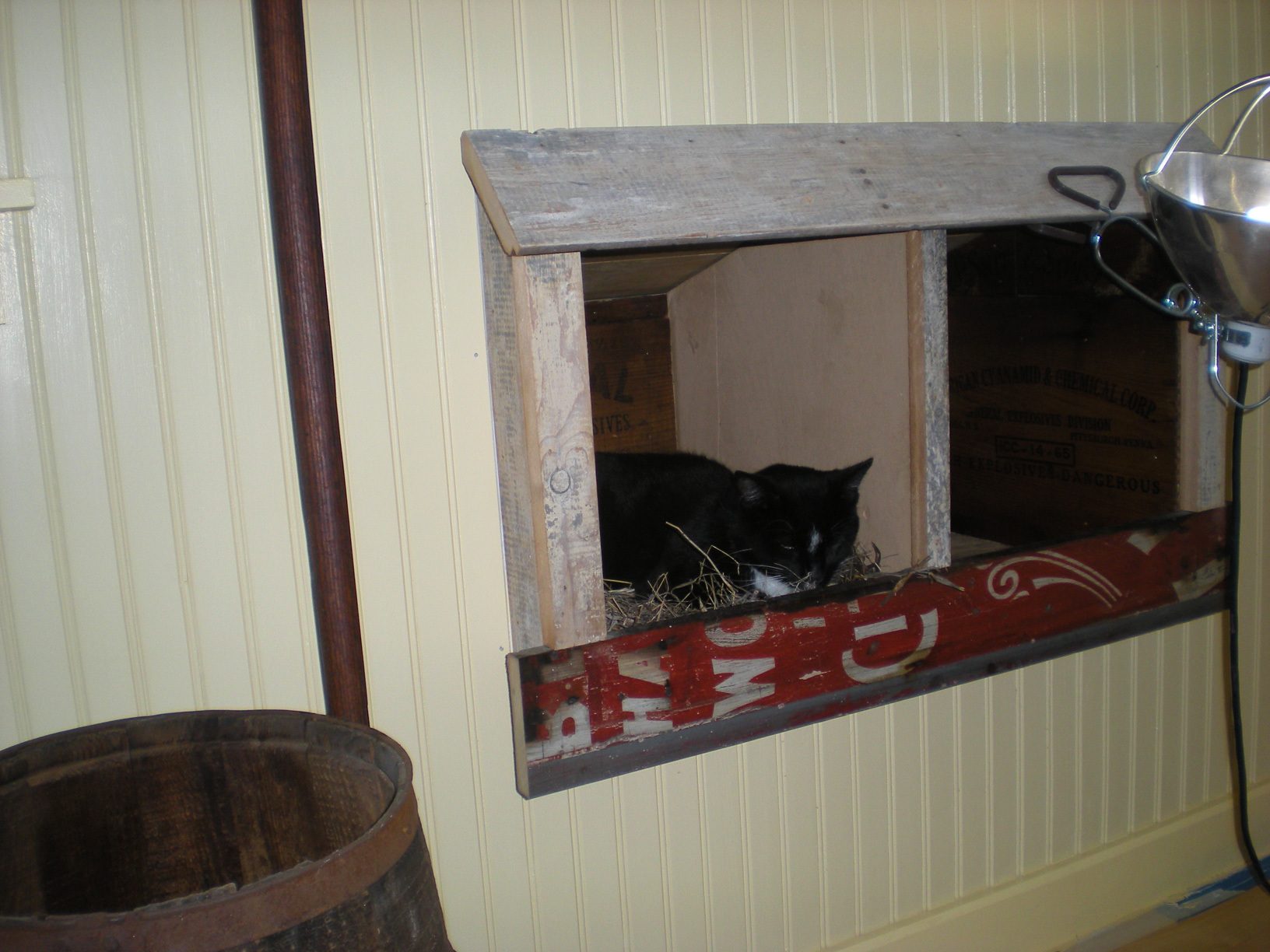 Cody enjoying the nesting box (In progress).