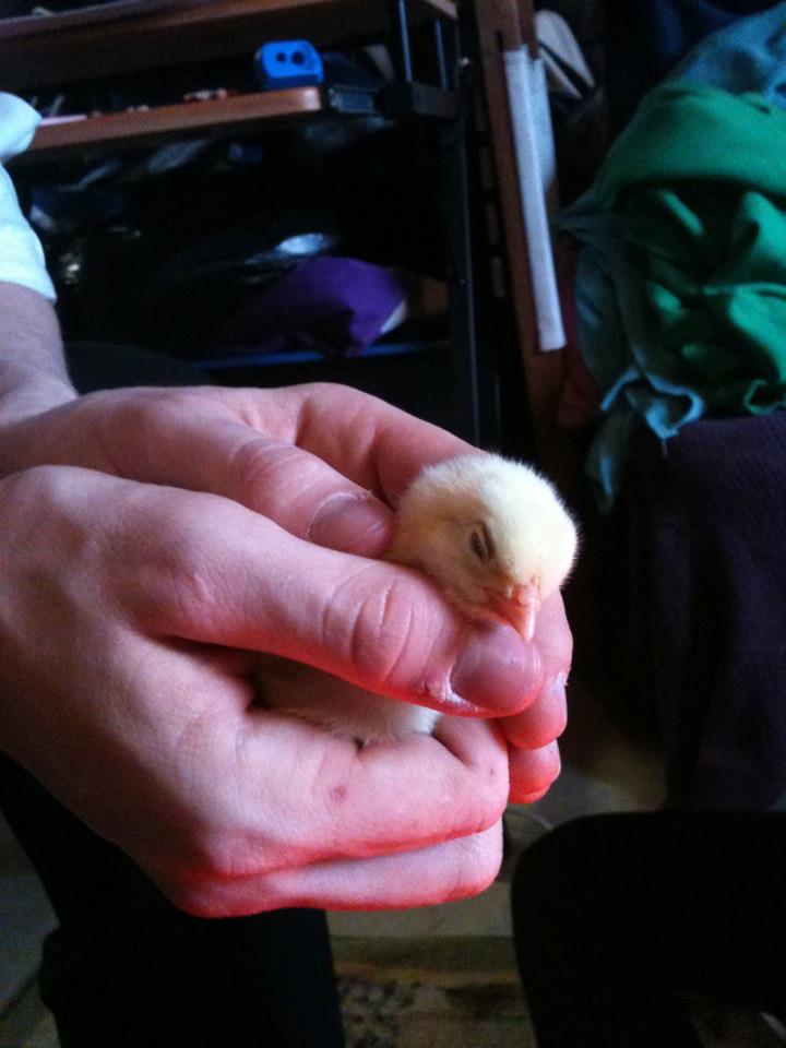 Cody holding one of our new babies! Her name is Penelope:)