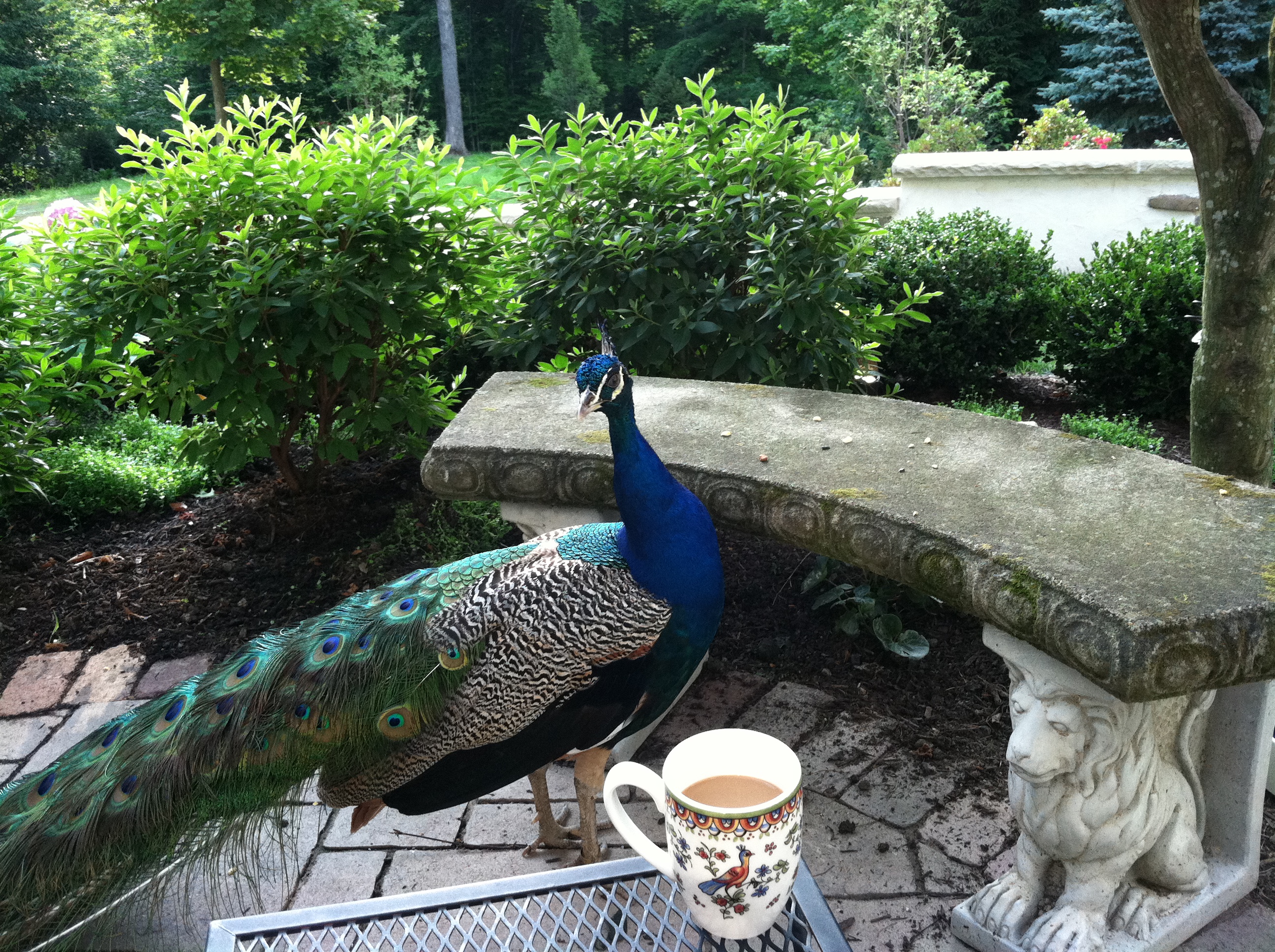 Coffee with Blue