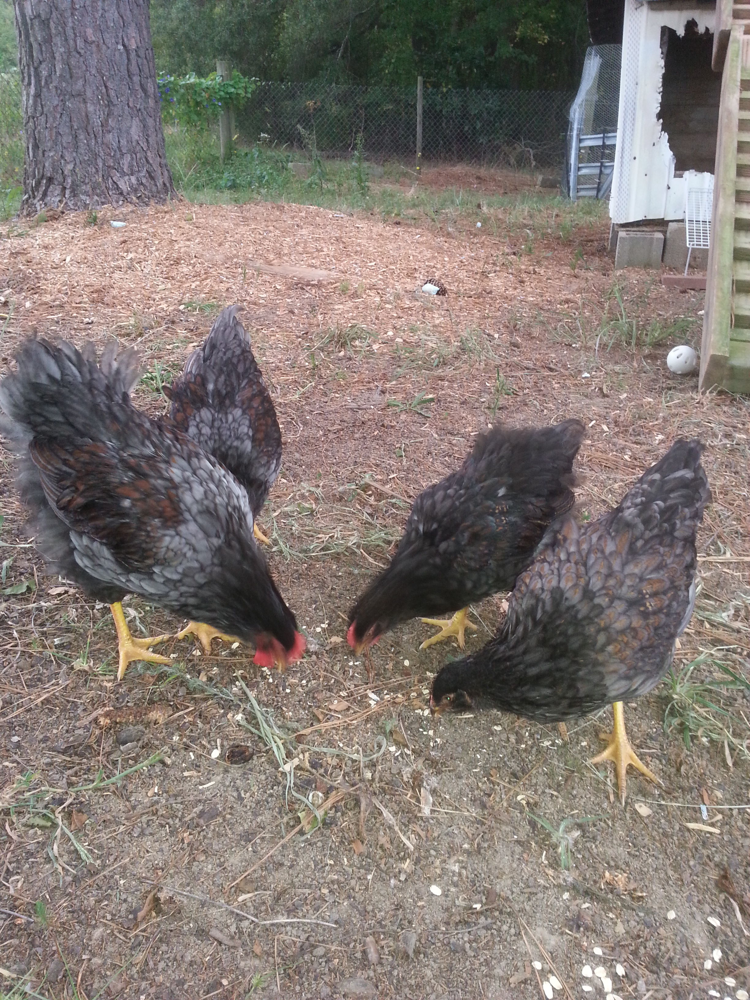 Col.'s turn, love this breed! They are so curious, smart and very good foragers. They run up to greet me when they see me. They also have a sound all their own, not the average chicken talk.