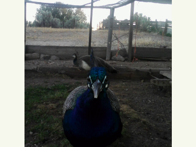 Colbolt discovering a camera