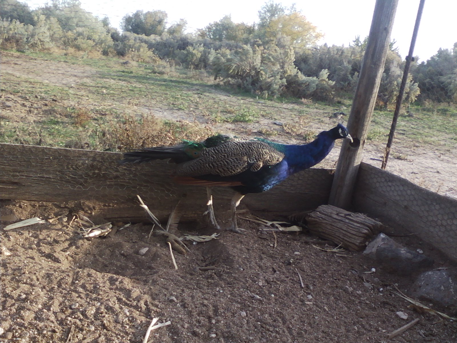 Colbolt growing his train