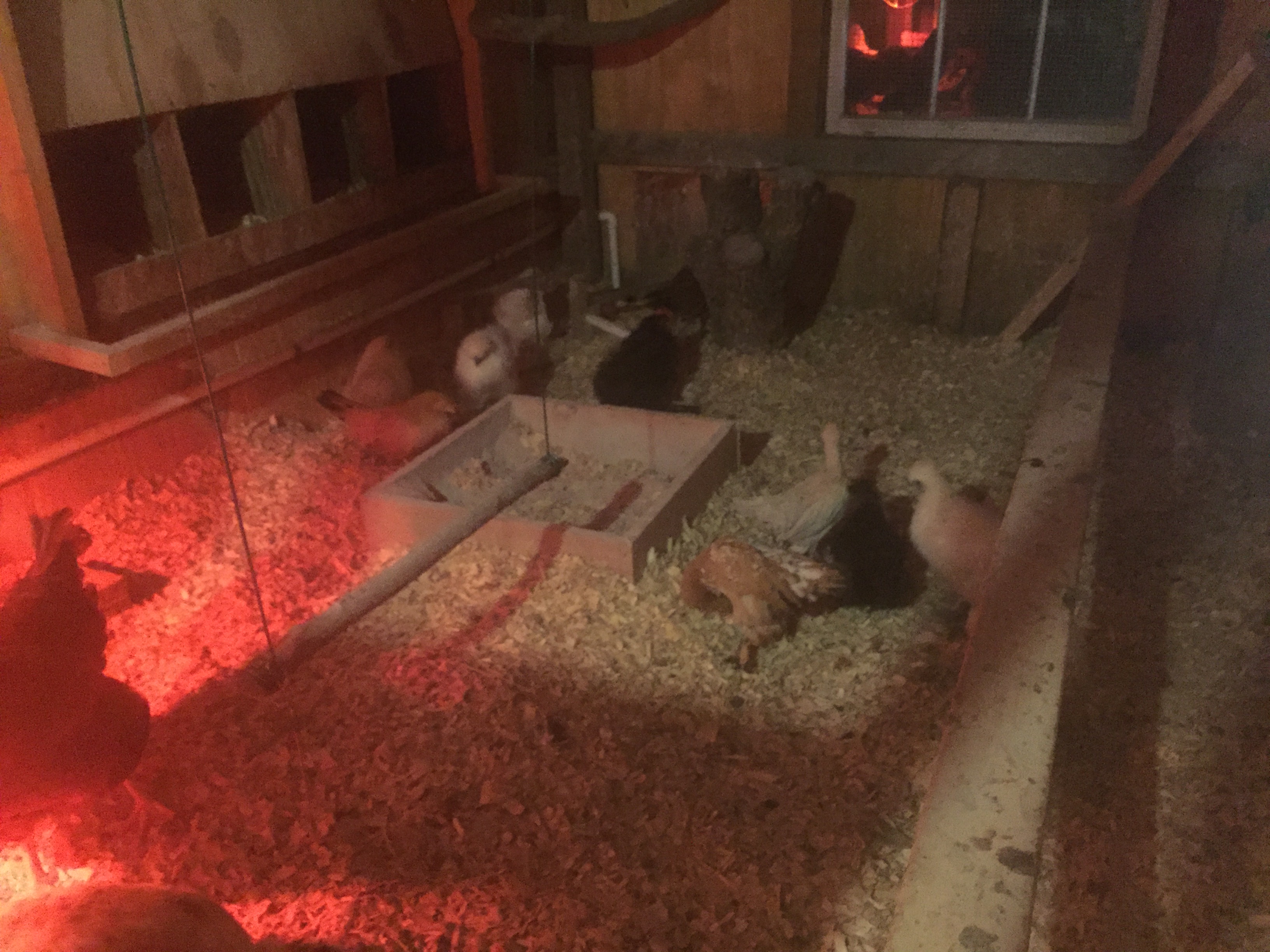 Cold December night. Had a heat lamp for a bit keeping bantams warm. Zero degrees outside....