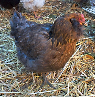Cold Easter Egger - forgot to use her napkin...