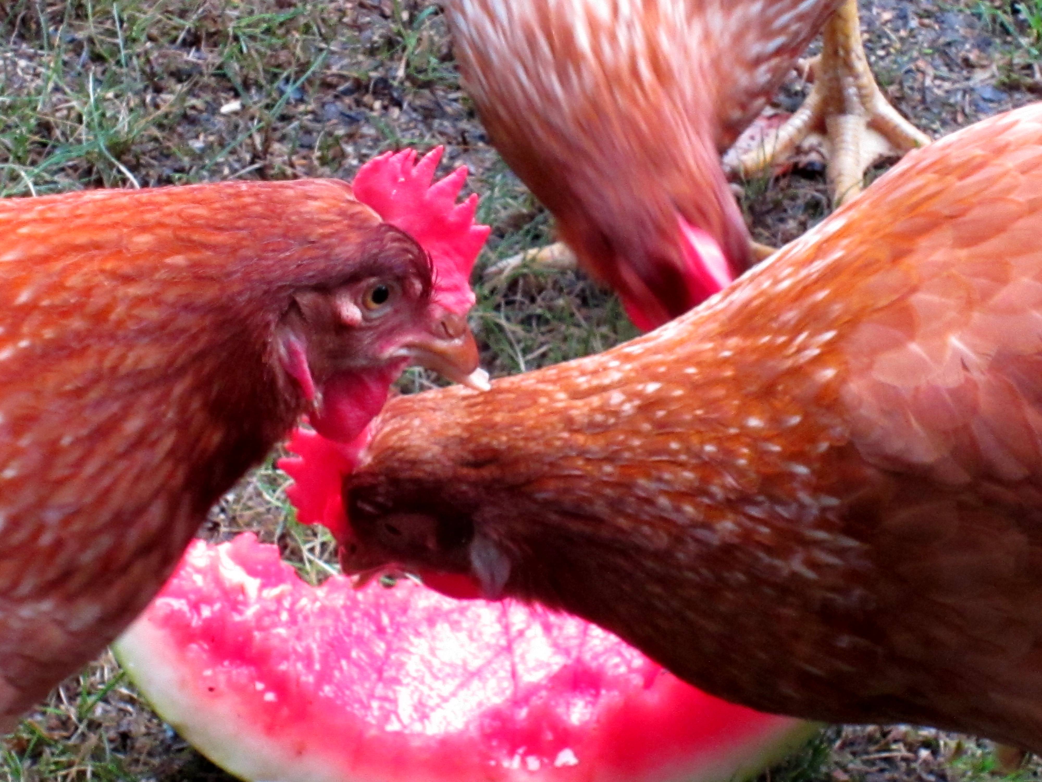 Cold watermelon on a very HOT day!