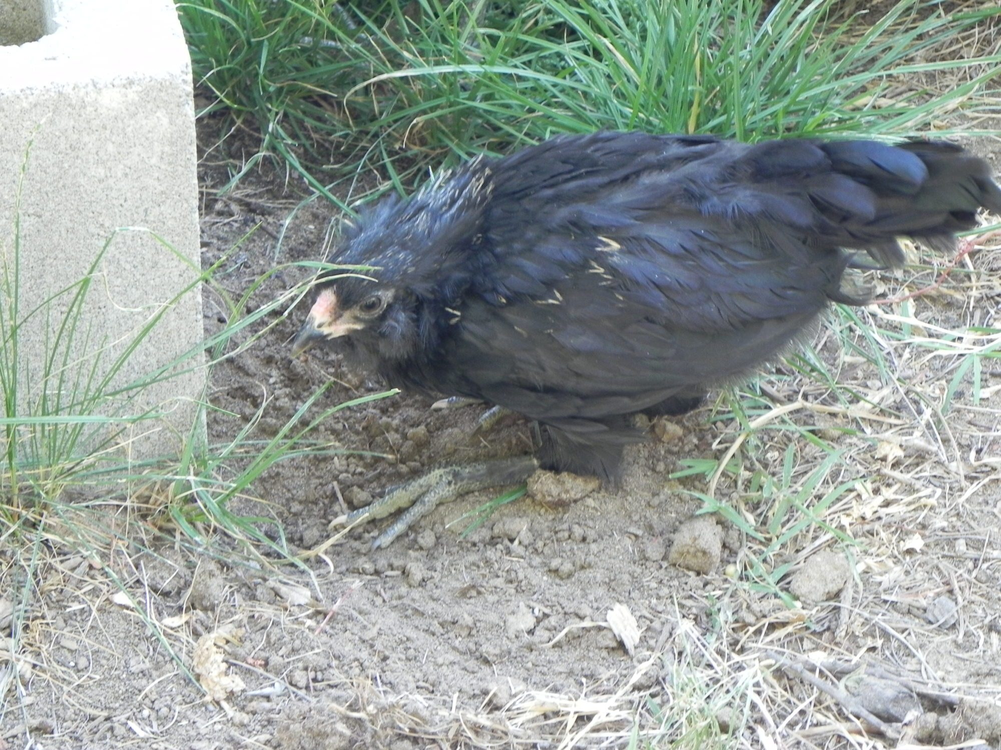 Cole, one of the roosters I gave away. Just started to get the gold speckles