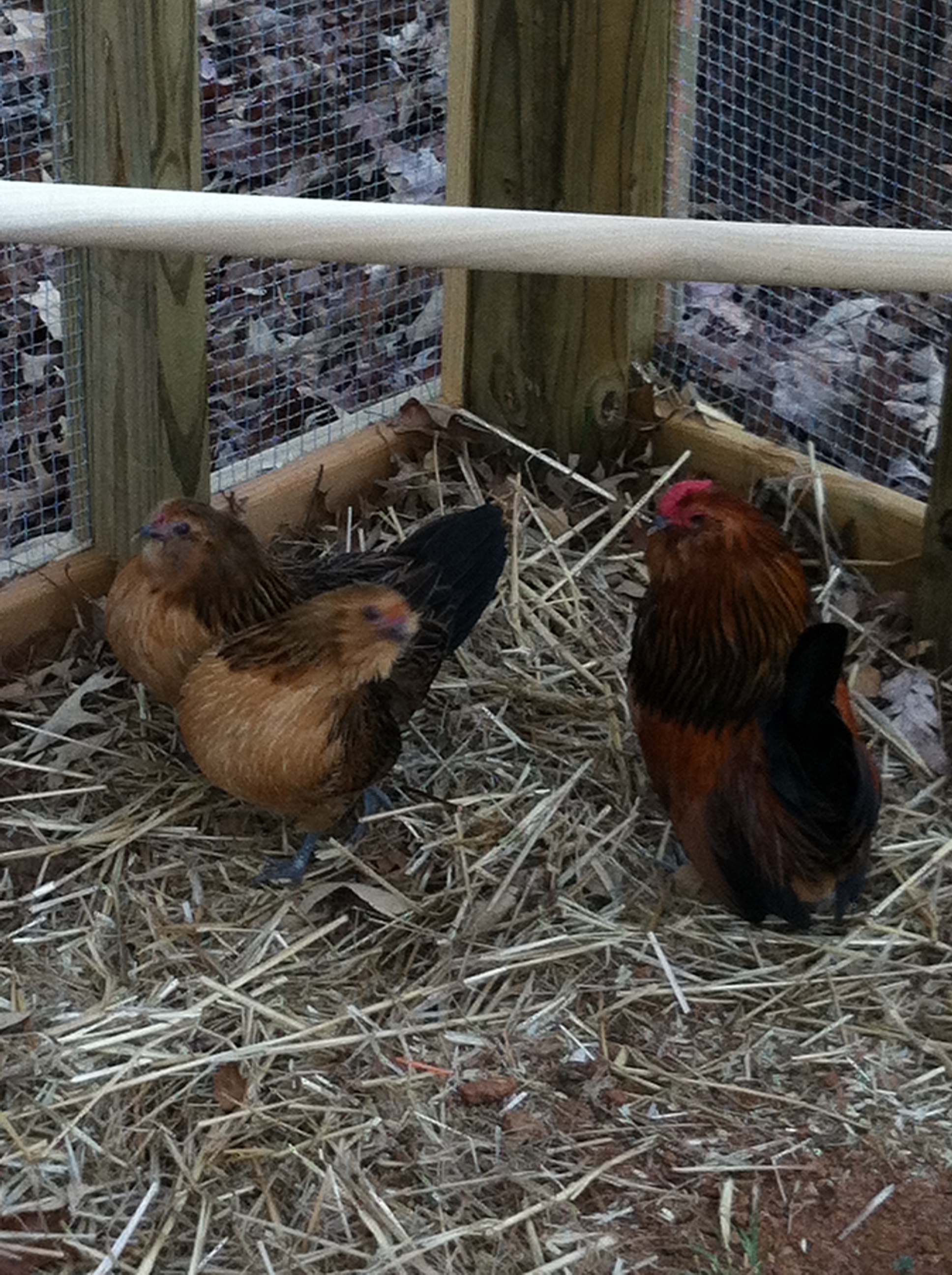 Colie and some of his girls