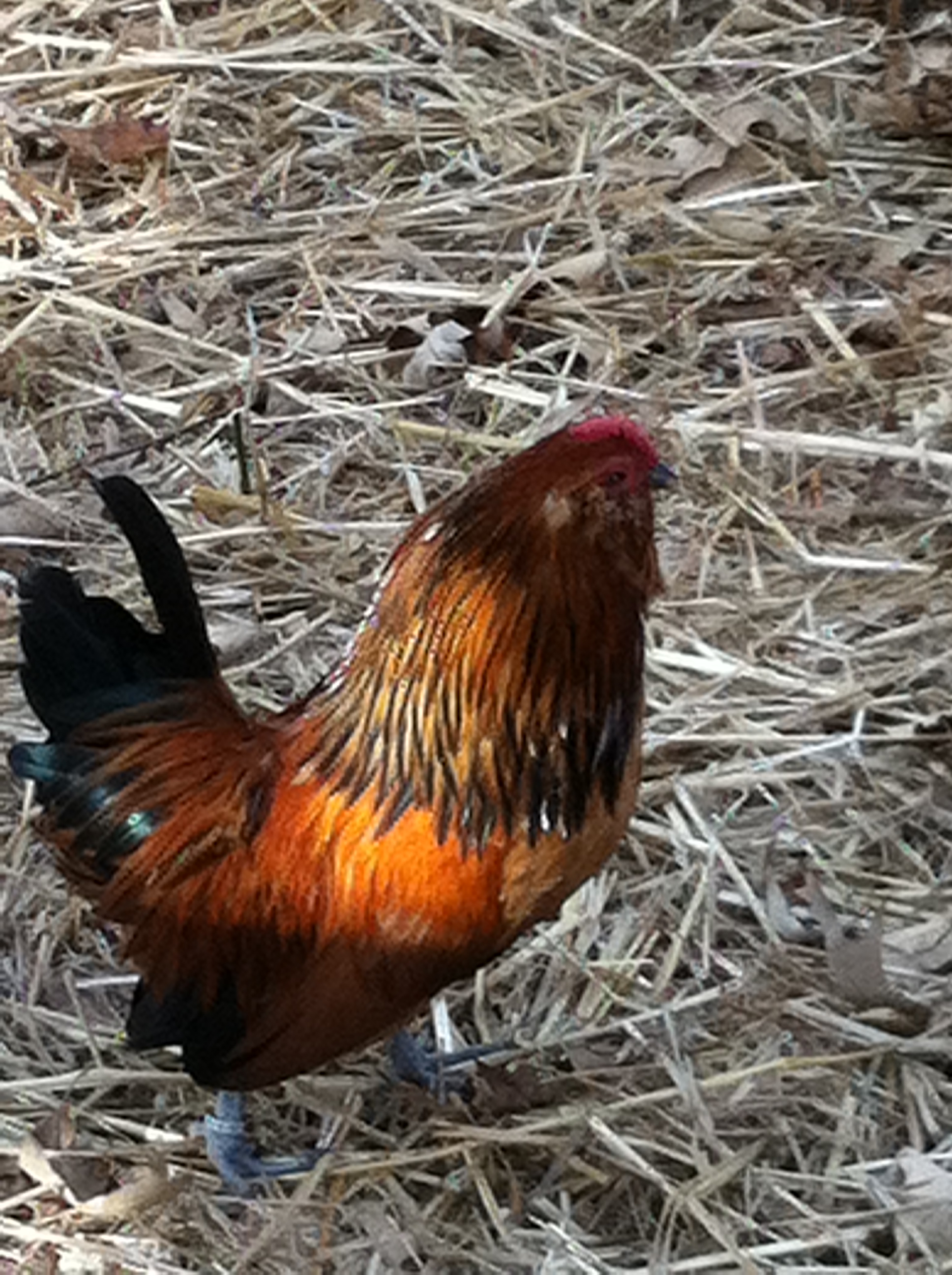Colie, my rooster!