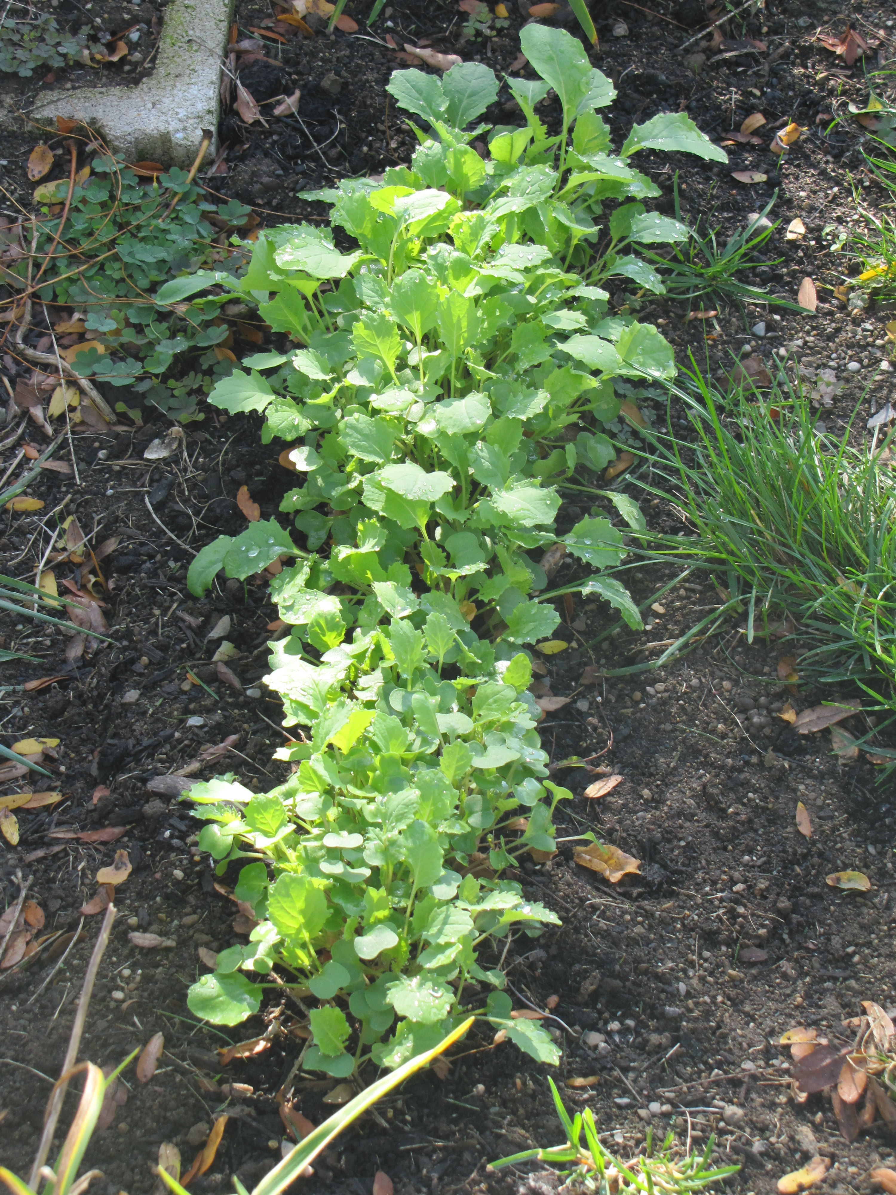 Collard Green we like them as much as the chickens