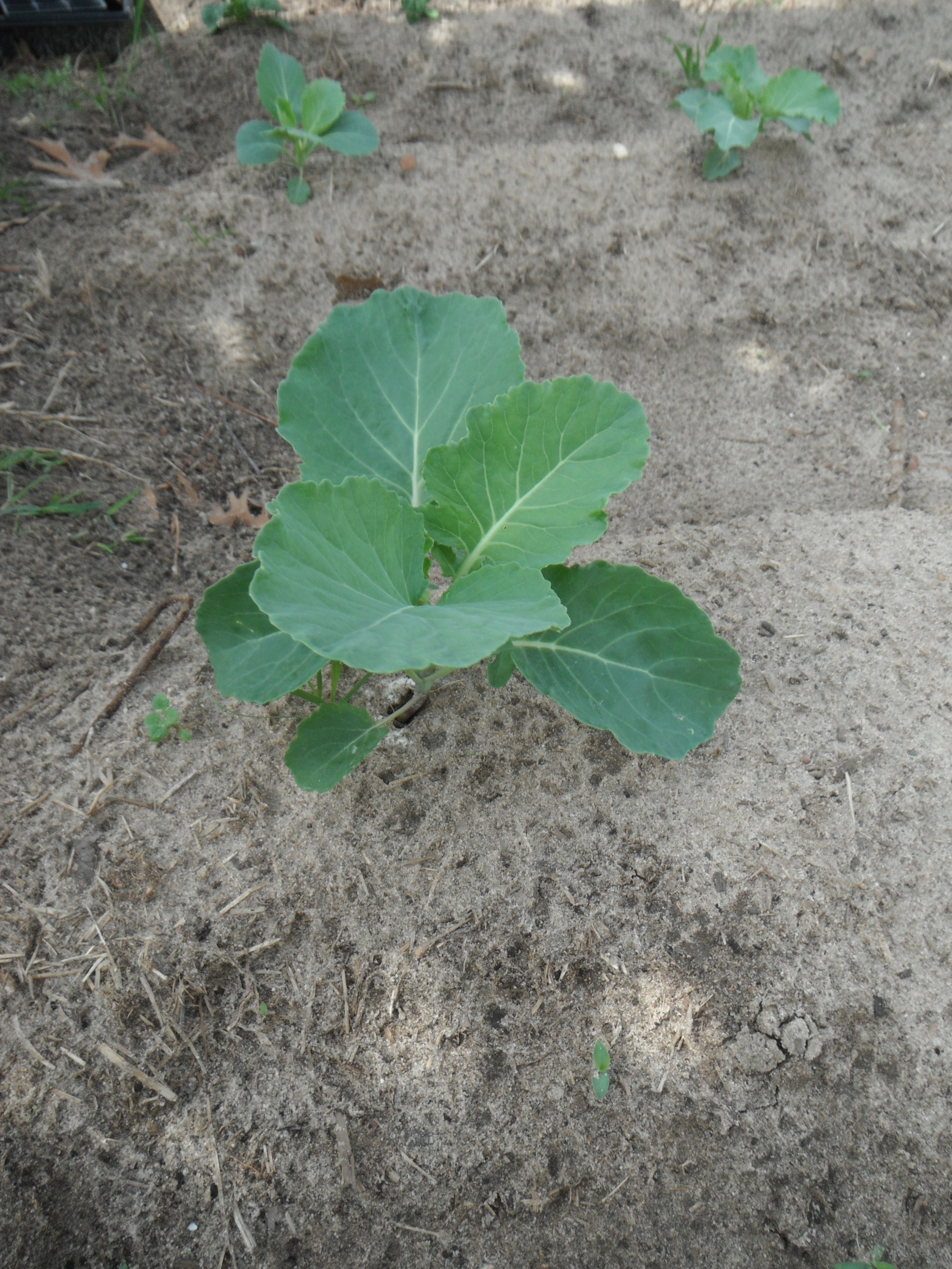 Collards!