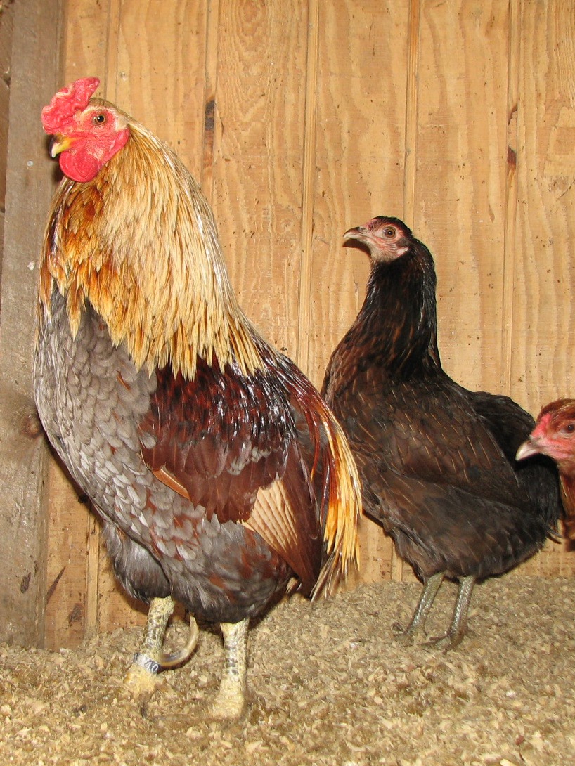 Colloncas pair