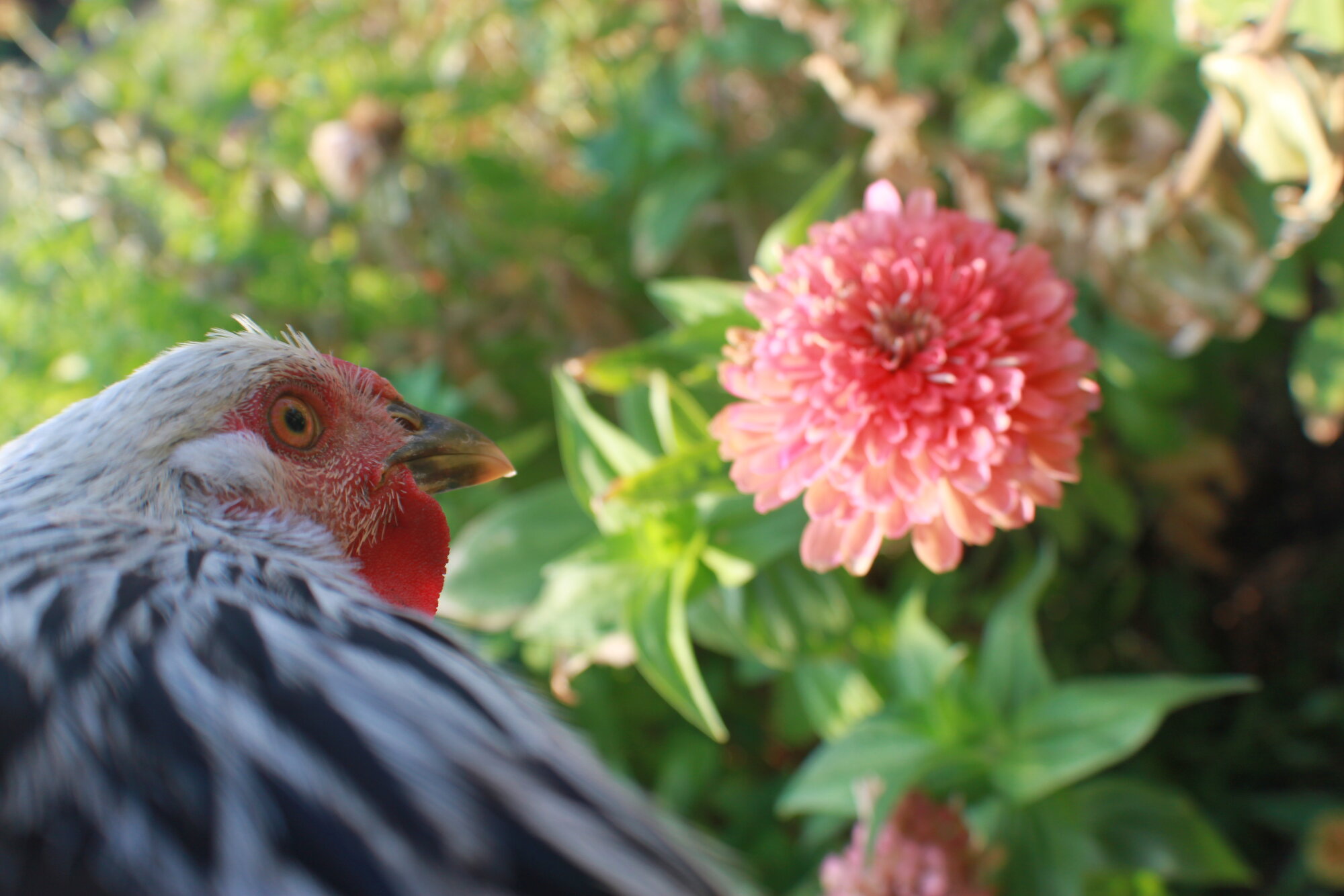 Colonel, another Colombian Wyandotte cockerel