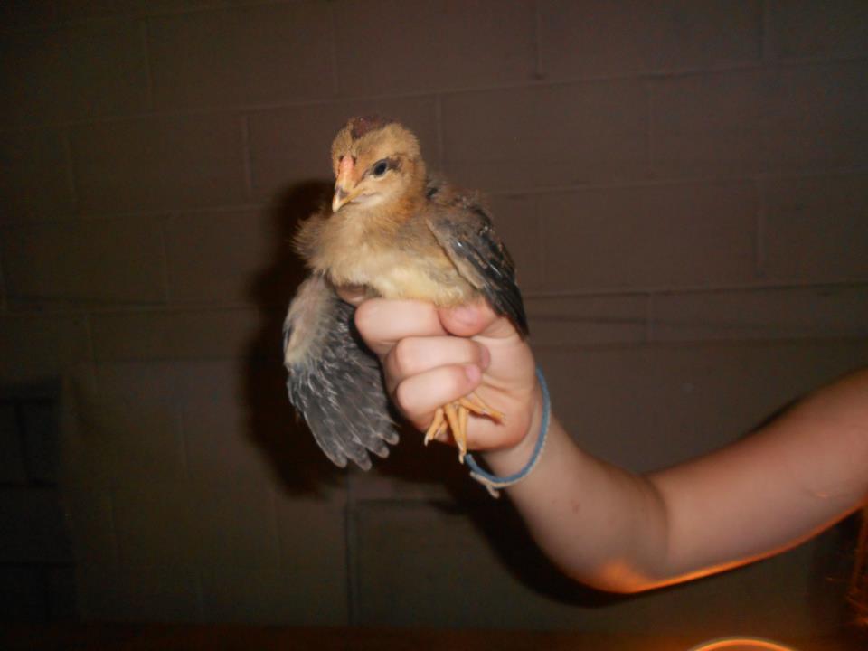 colonel at 2 weeks