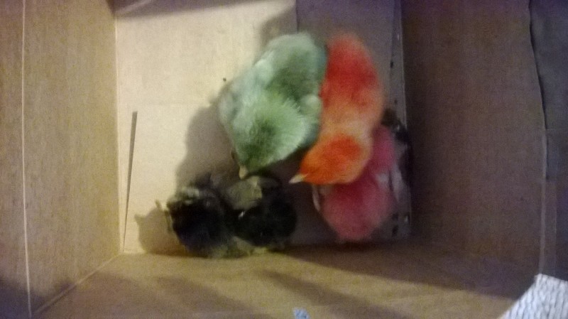 Colored baby peeps I was given