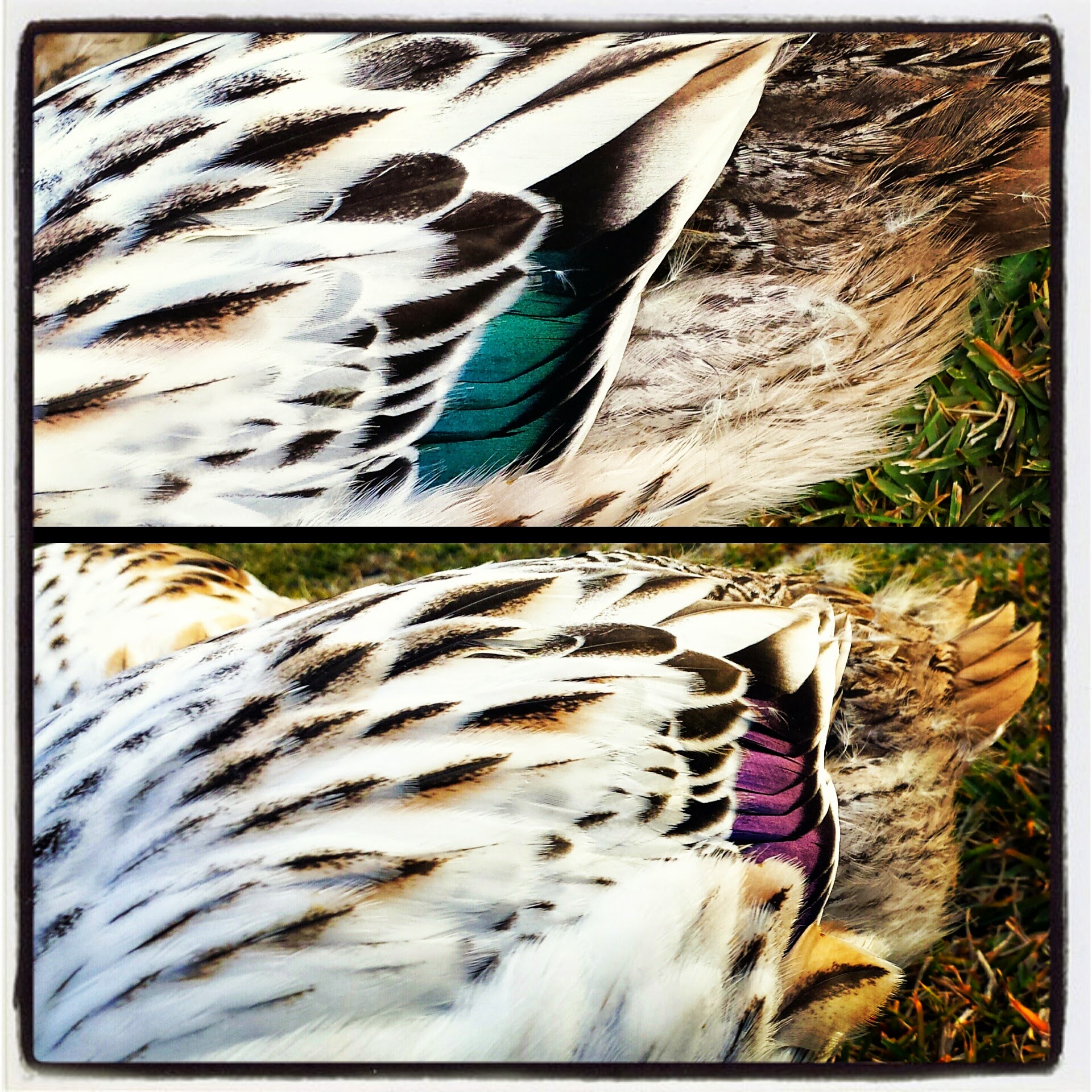 colors change with the angle of the light