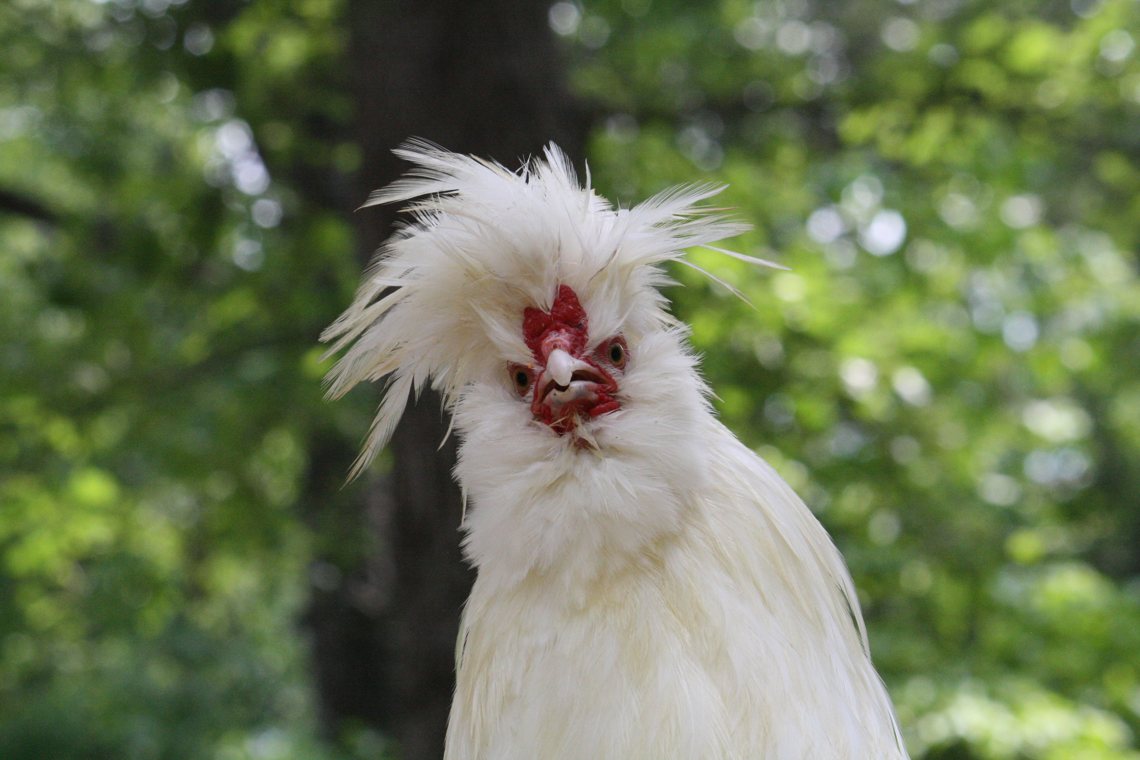 Colossus, a Sultan roo.
