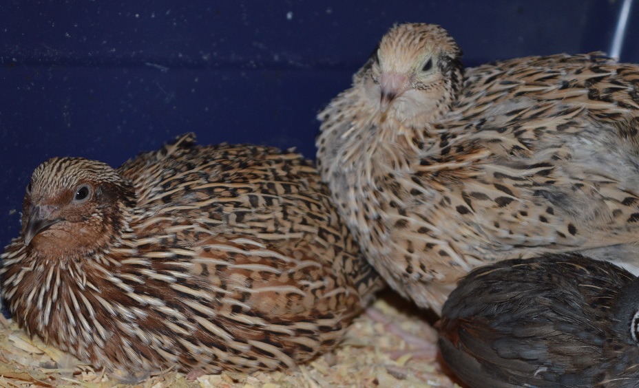 Colossus And Cuddles