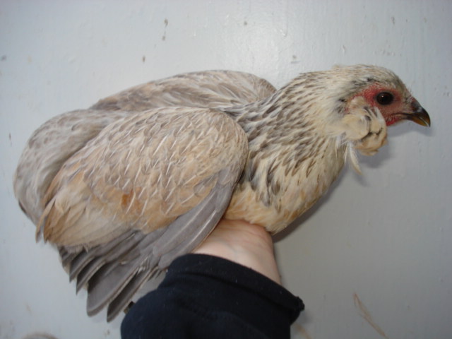 Columbian/Duckwing pullet, double tufted and rumpless. Hatched summer 2012.