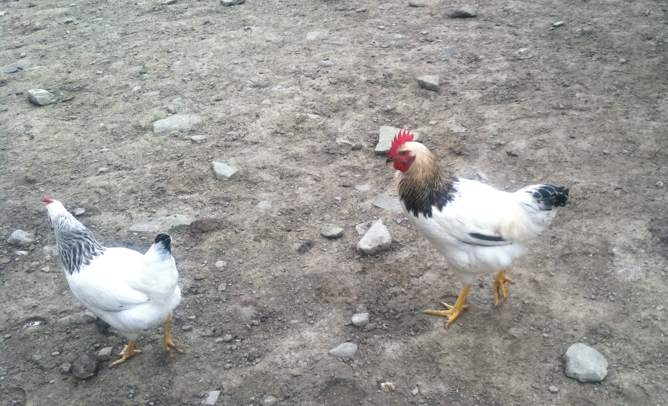 Columbian Rock Cross, hen and rooster