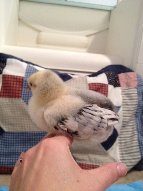 Columbian wyadonette