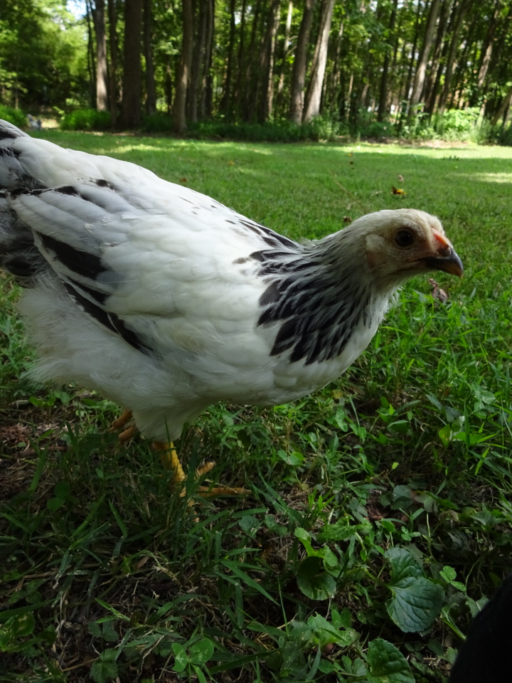Columbian Wyandotte (?) - 8 weeks
