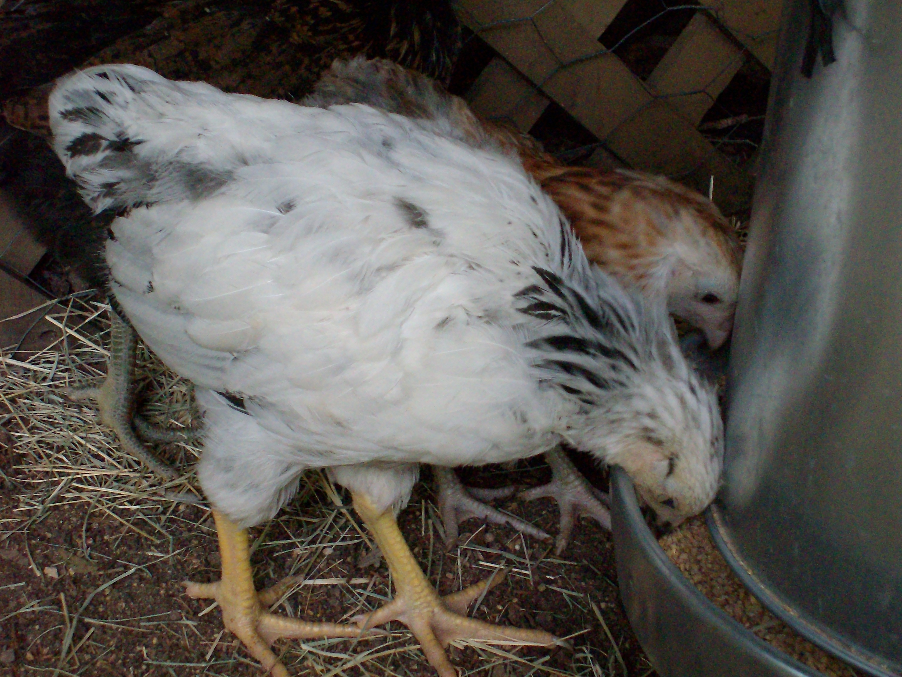 Columbian wyndotte Chick