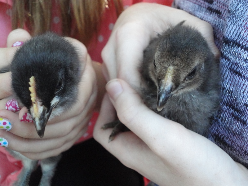 Comb comparison on two OEs, pretty sure roo and pullet