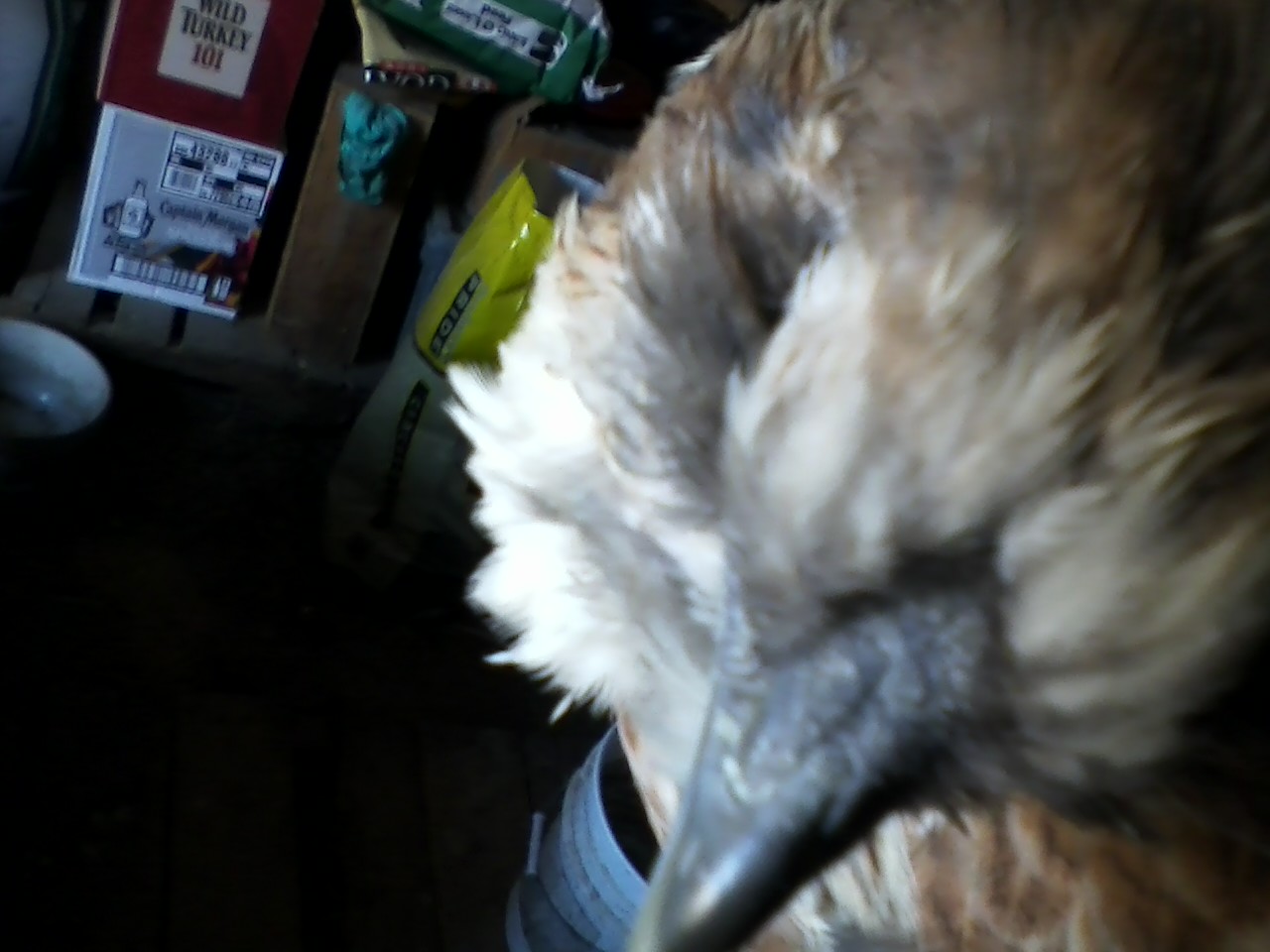 COMB OF EE/SILKIE 2