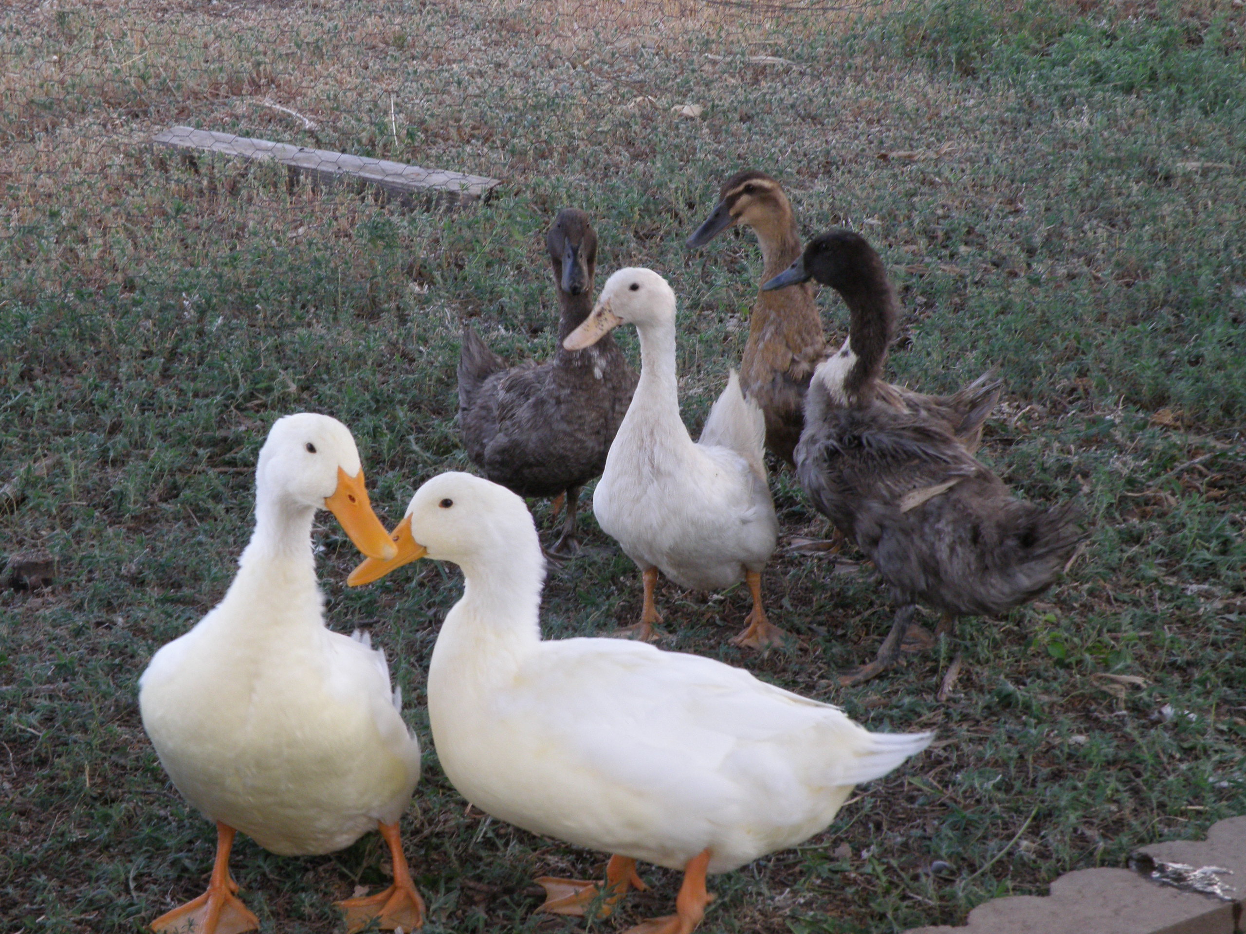 Combined flock.  Pekins are at the bottom of the picture.
