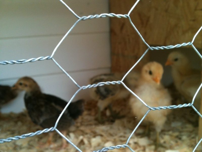 Combo of EE,BLRW and BB Red chicks.