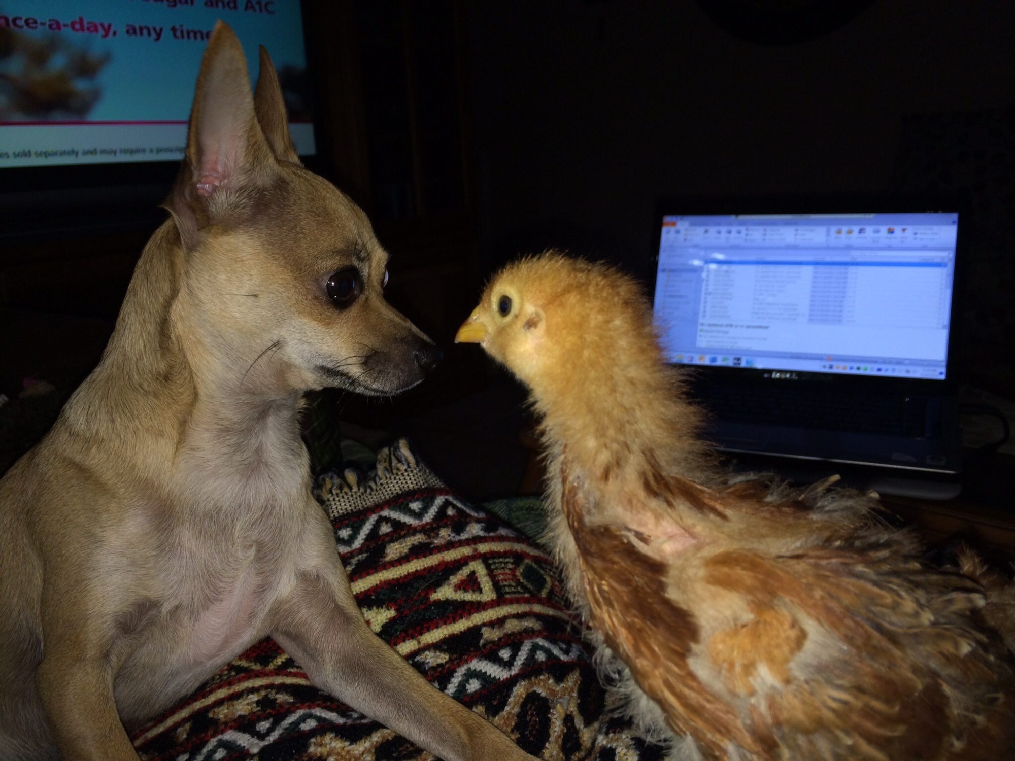 Comet and the chick playing.