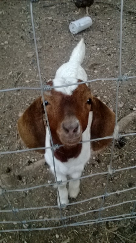 Comet being cute