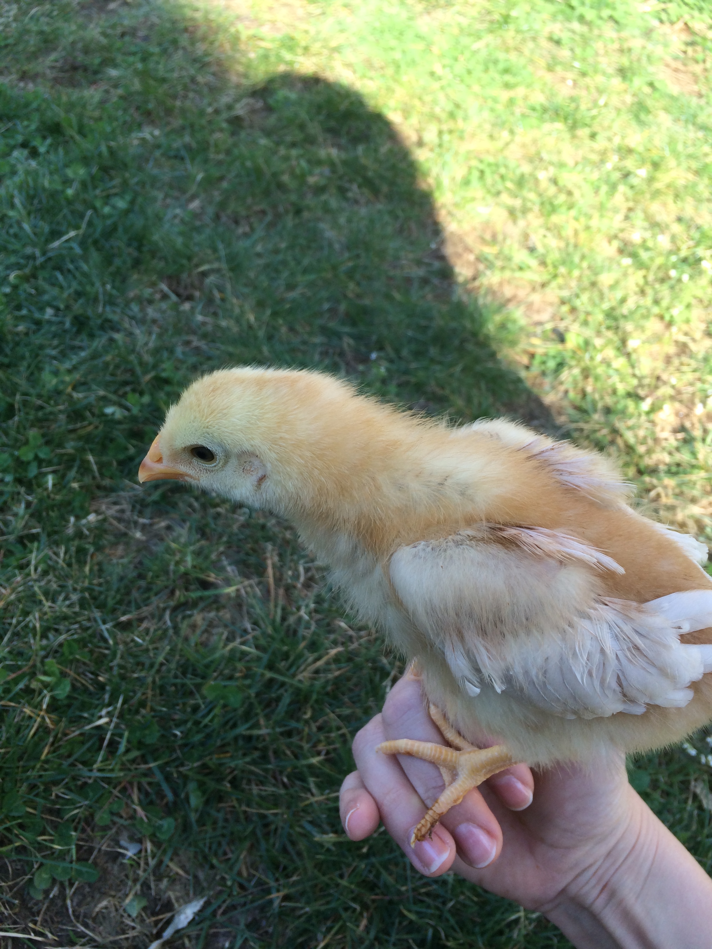 Comet... enjoying her first outside visit