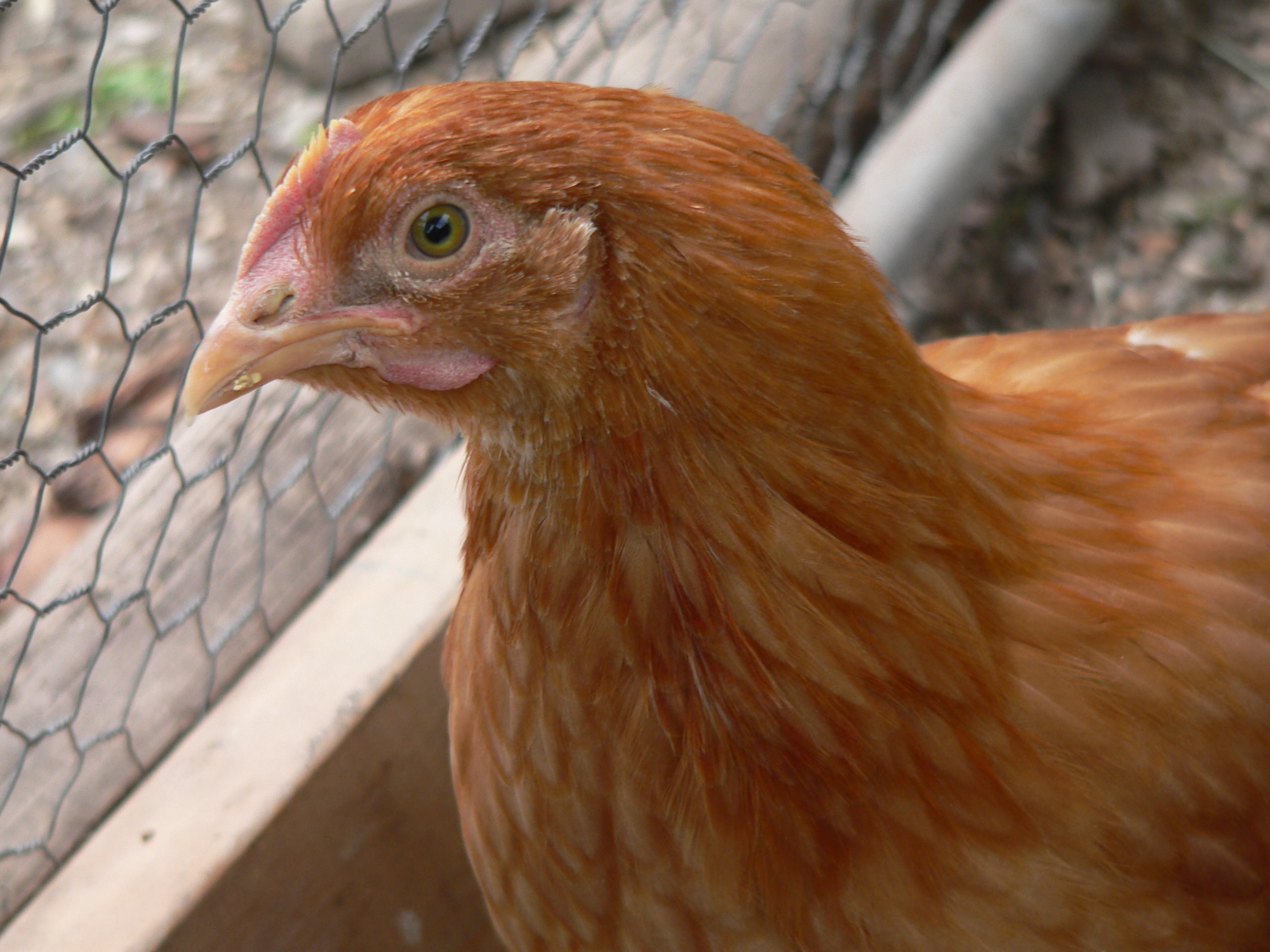 Comet hen