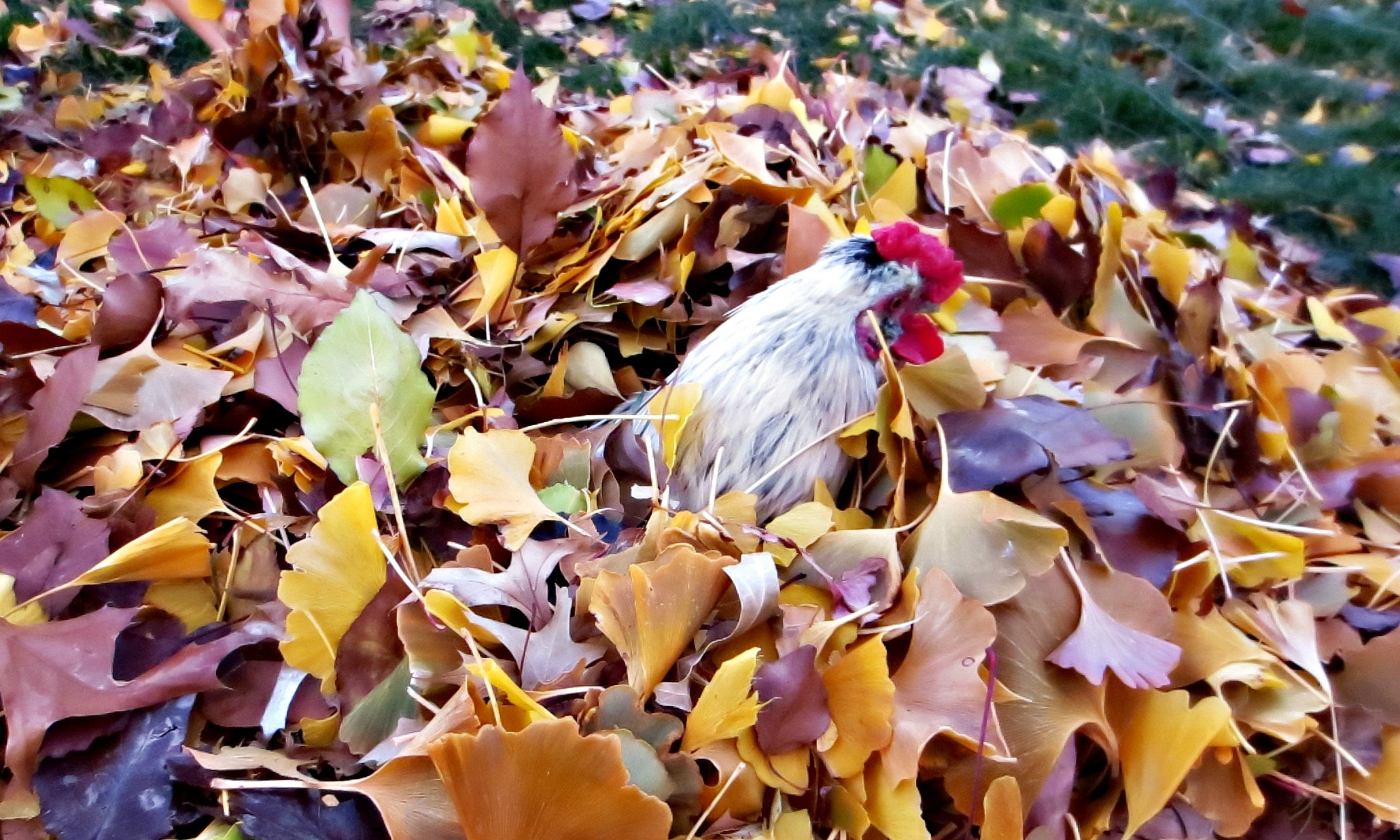 Comet in a leaf pile
