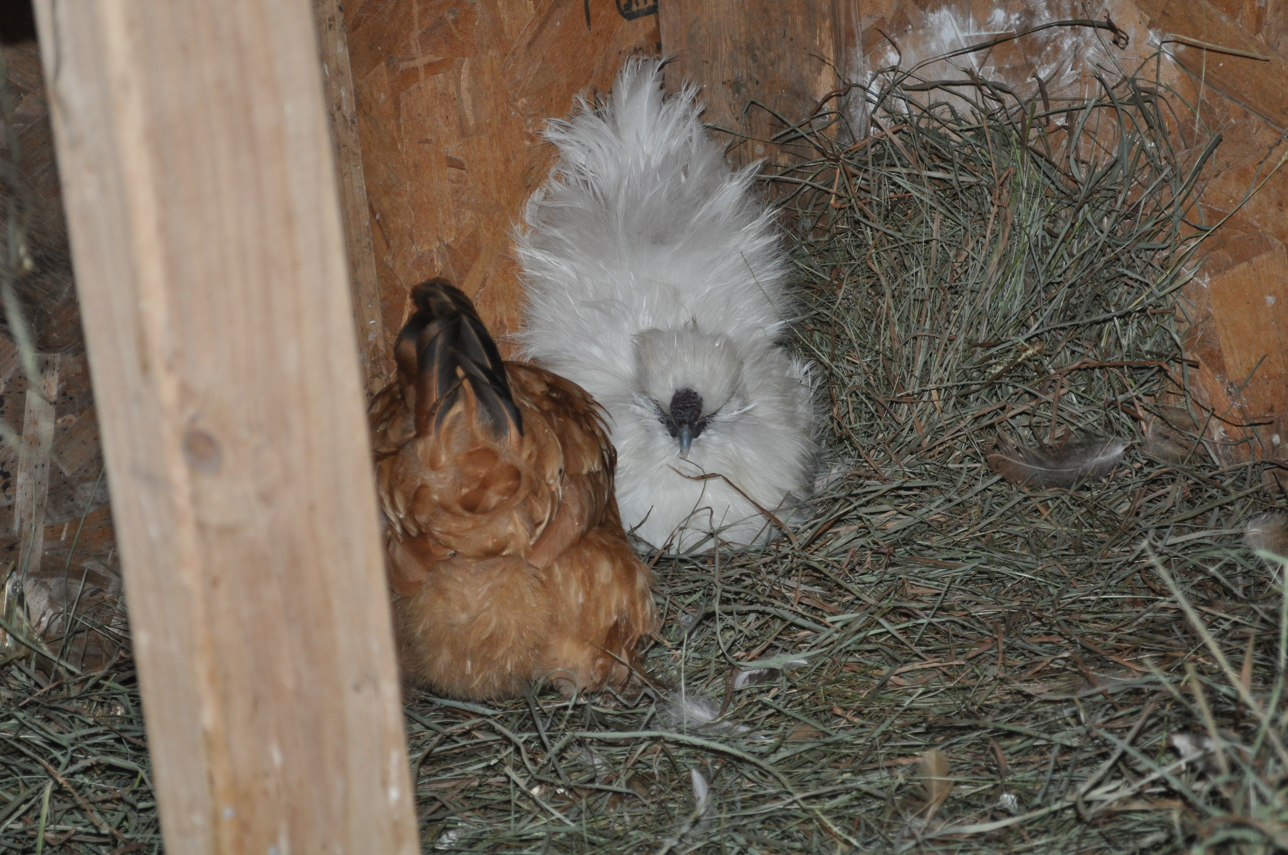 Comet trying to make a nest for emily. SO CUTE!