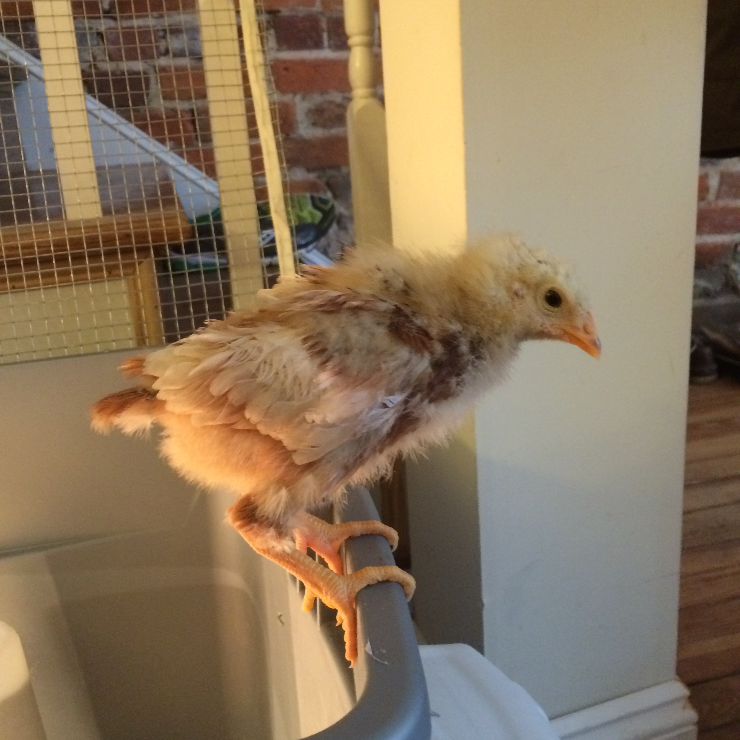 Comet working on her perching balance.  She has never really been one to get out of the brooder on her own accord
