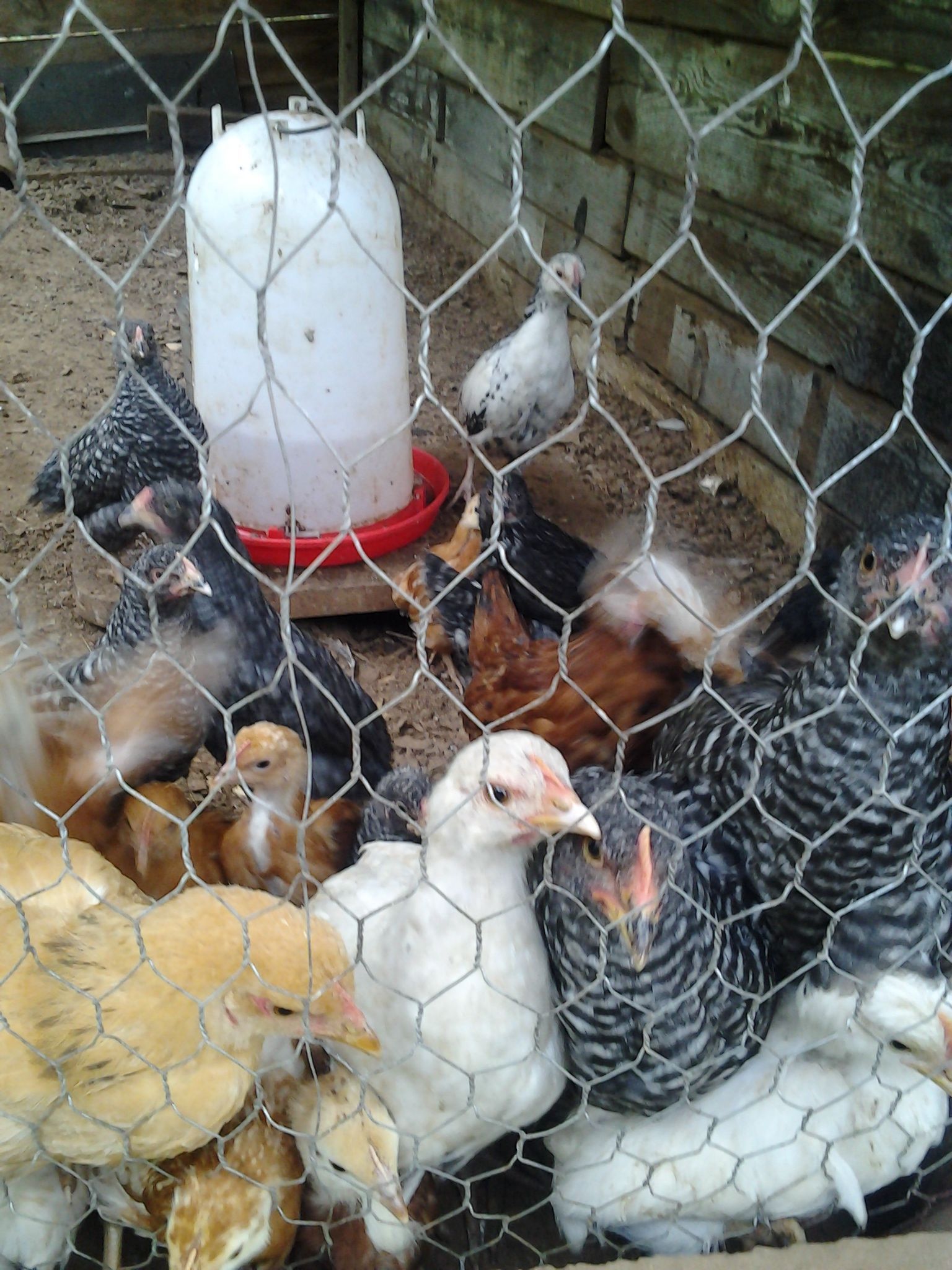 comets ,barred, cochin