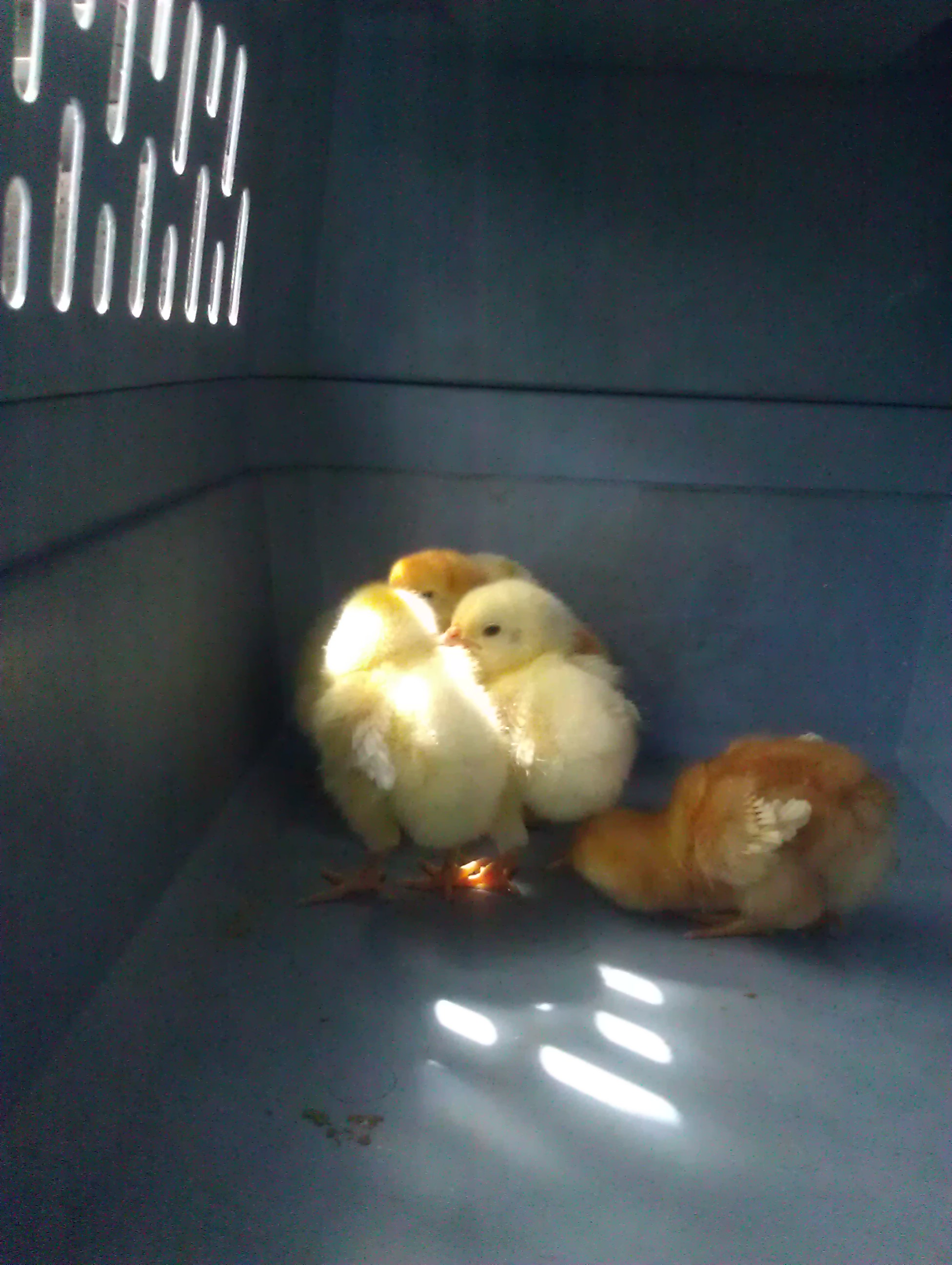 coming home in the carrier