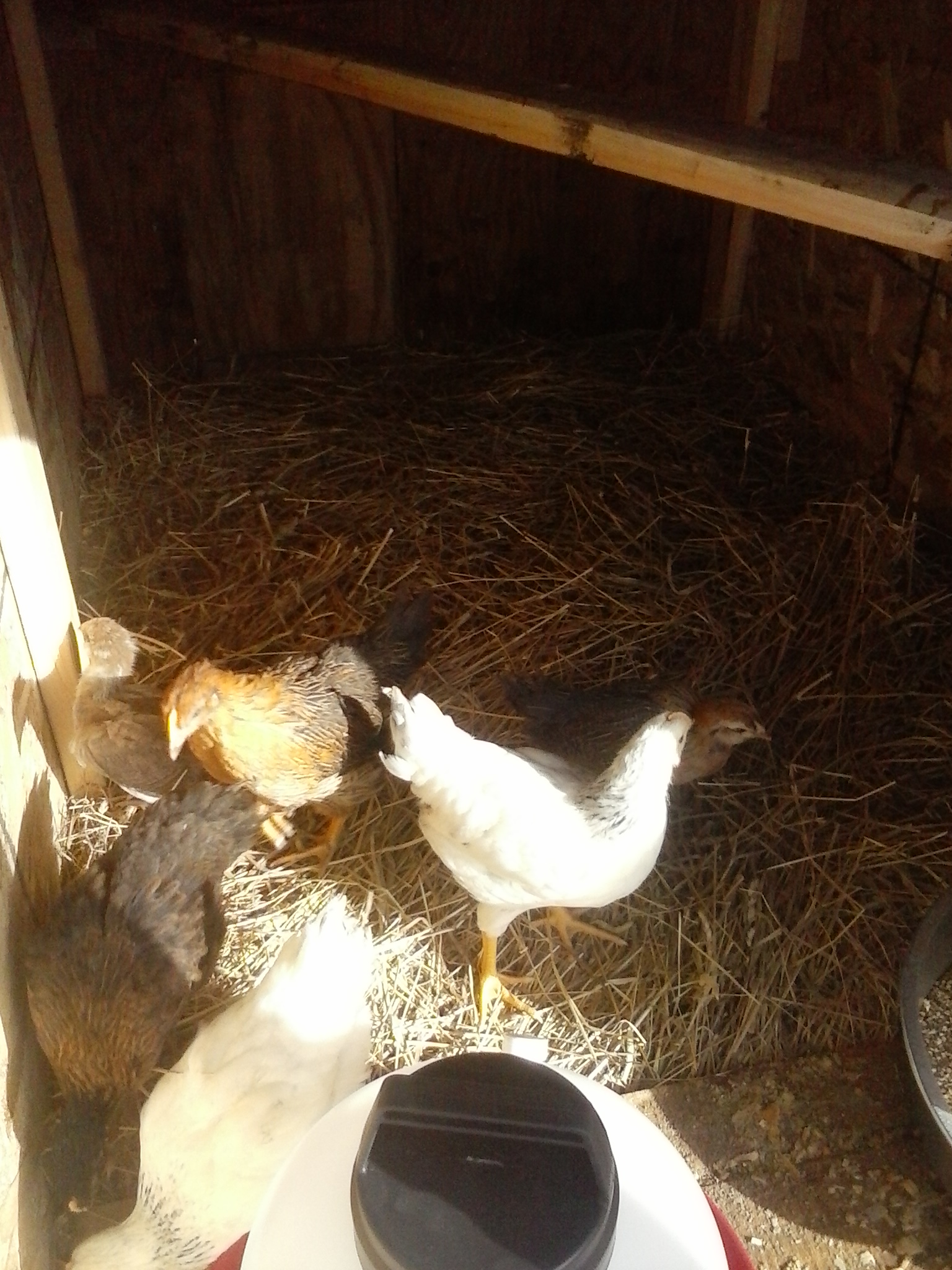 coming of age this is the first of the ten days in the coop