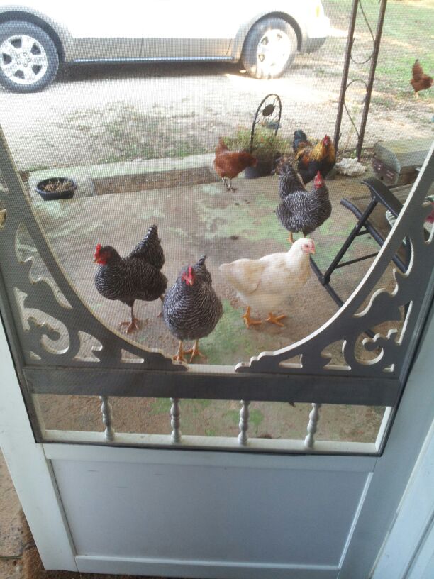 coming to tell me they want a treat