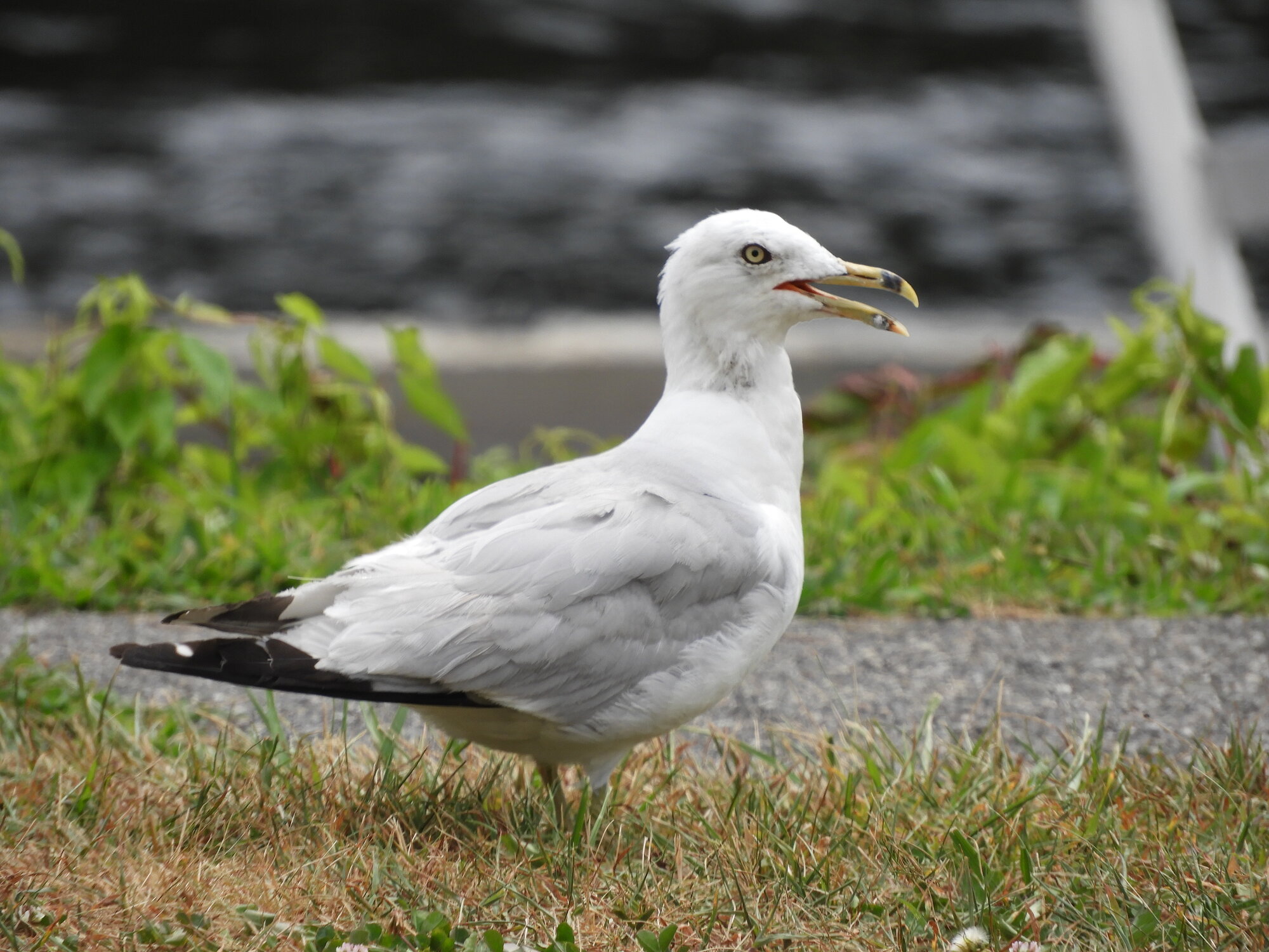 Common Gull