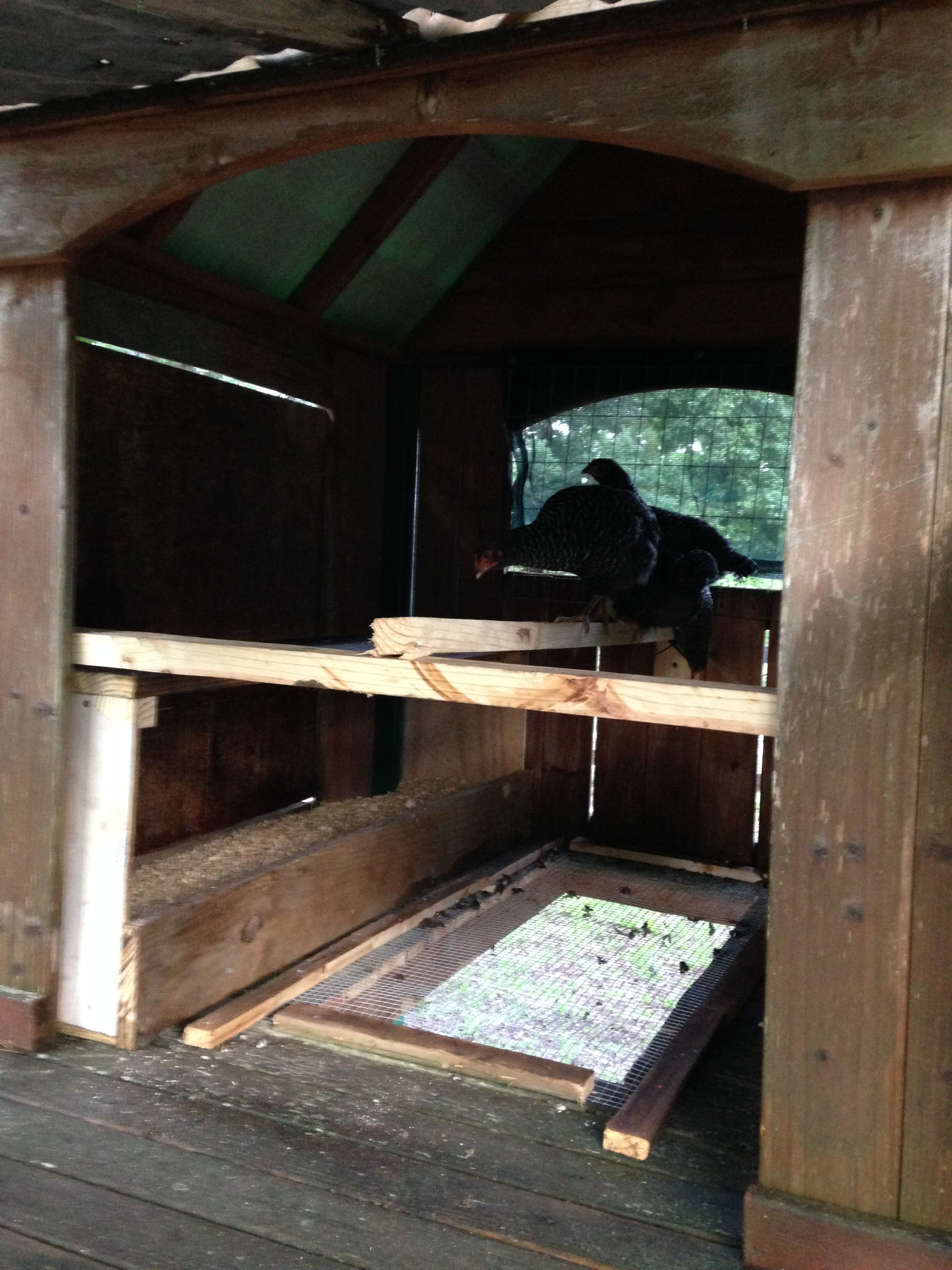 Community nest box for  4